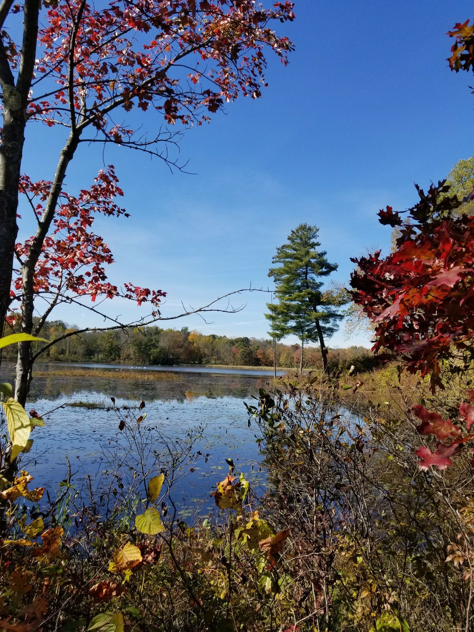 Serene lake framed by vibrant red and yellow autumn leaves. - Whites Pond – Kittatinny Valley Park loop from Andover