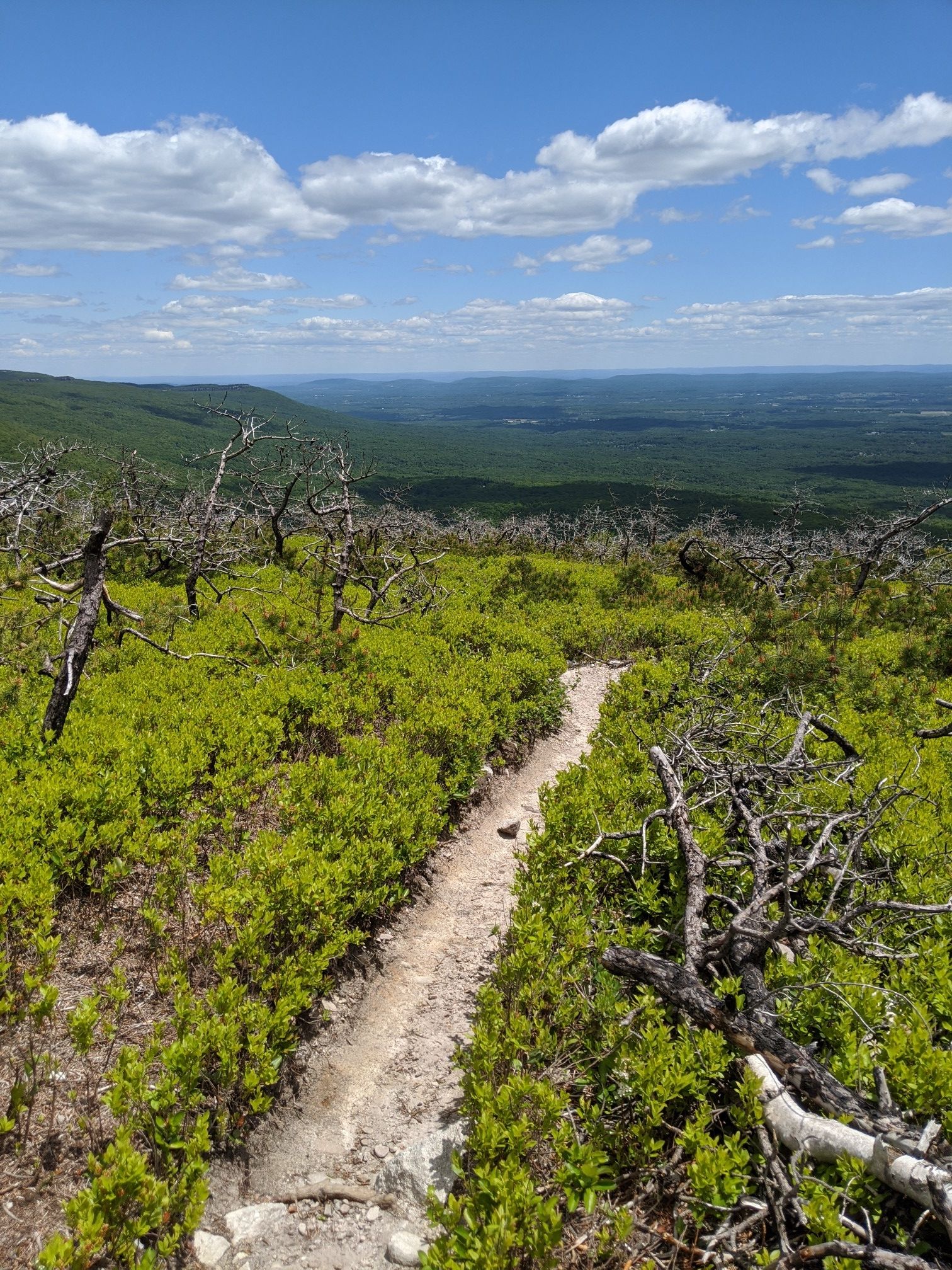 A winding dirt path through green shrubs and dead trees, overlooking a valley. - Sam's Point and Verkeerderkill Falls Loop