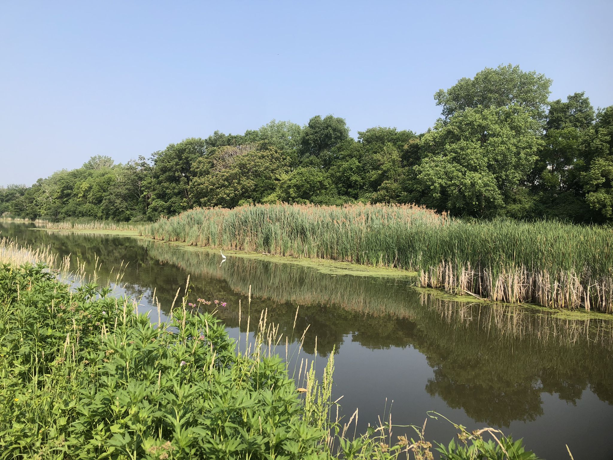 Wide canal with tall reeds and dense green trees under a clear blue sky. - Rock Run Greenway Trail – Rock Run Greenway Trail loop from Joliet