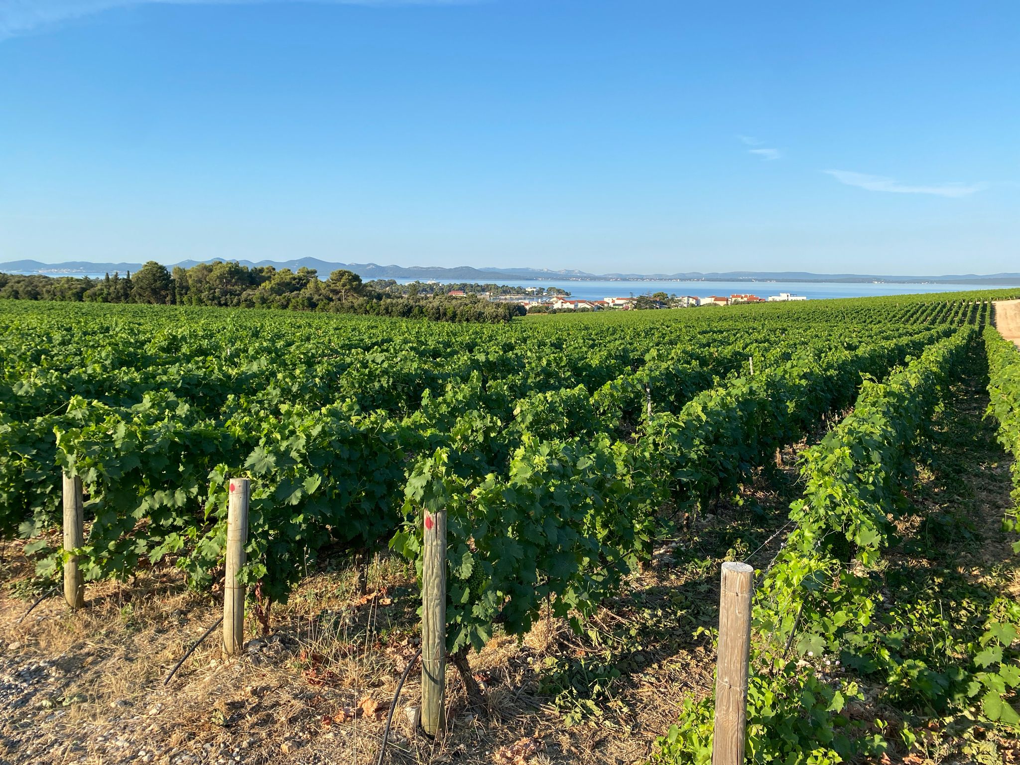 Winery with a great view. I wonder whether wine from such grapes tastes better.