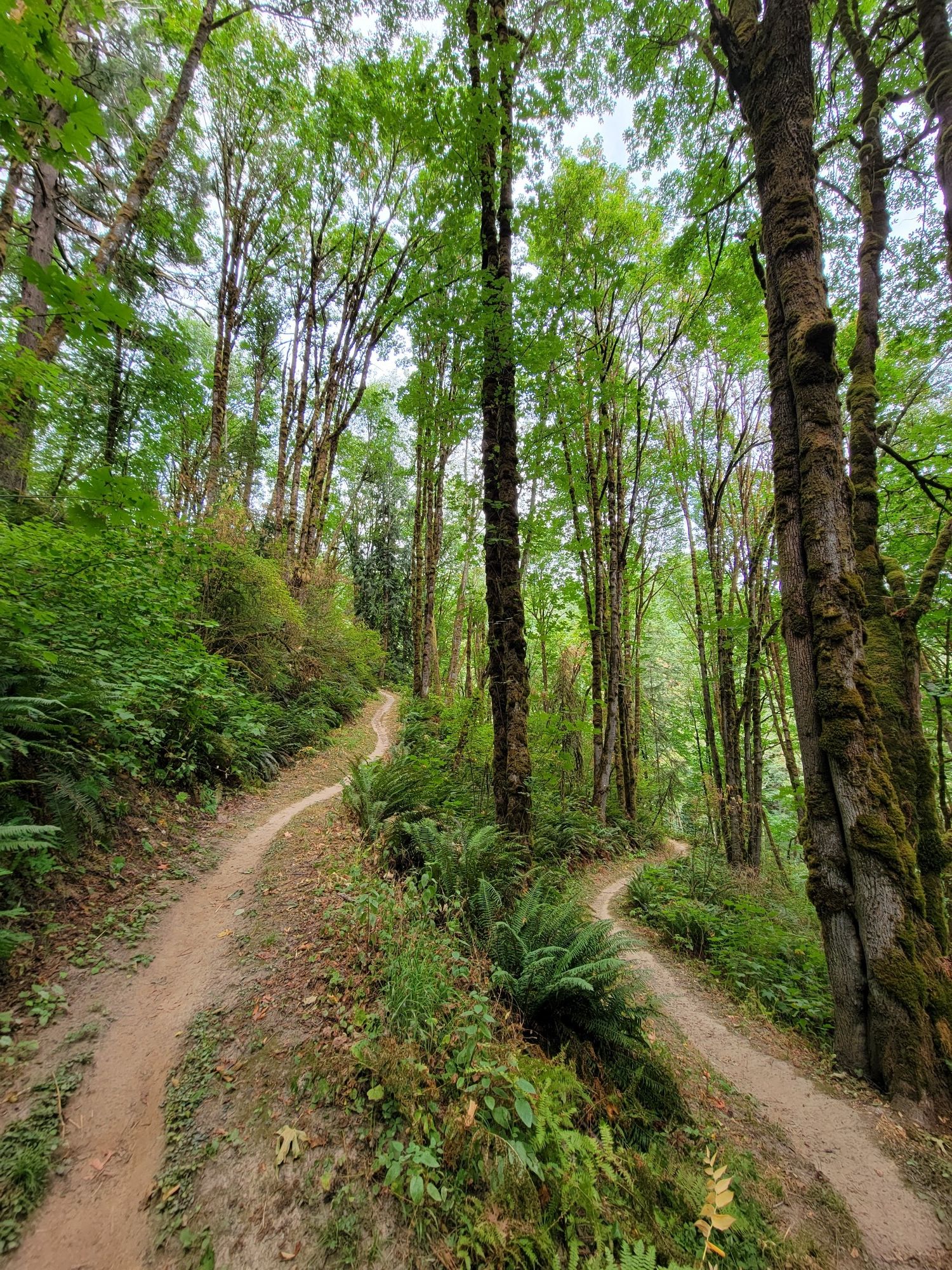 Winding dirt paths ascend a lush, green forest hillside with tall trees. - Maple and Wildwood Trail Loop