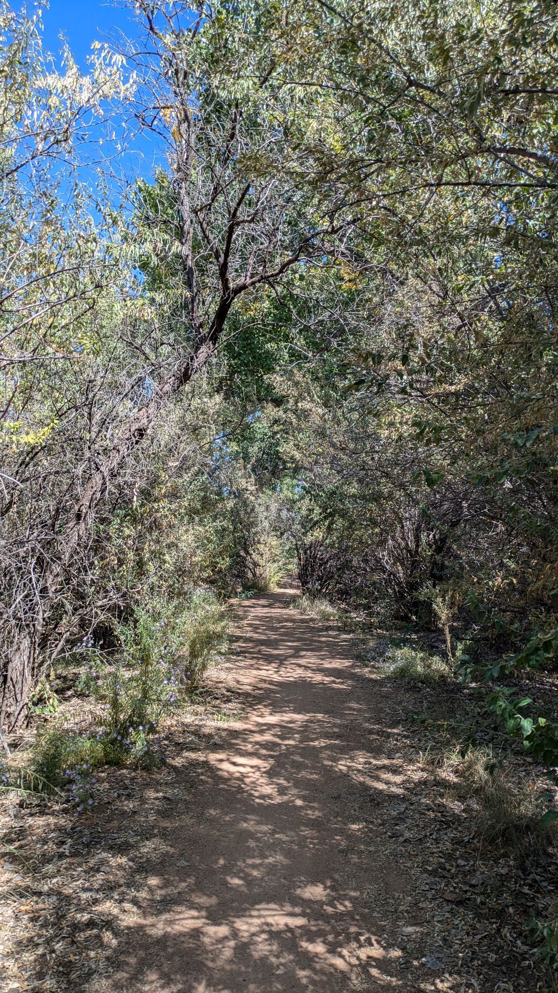 A narrow dirt path winds through a dense, leafy forest, dappled light. - Milo Legend Forest Trail loop from Rio Grande Nature Center State Park
