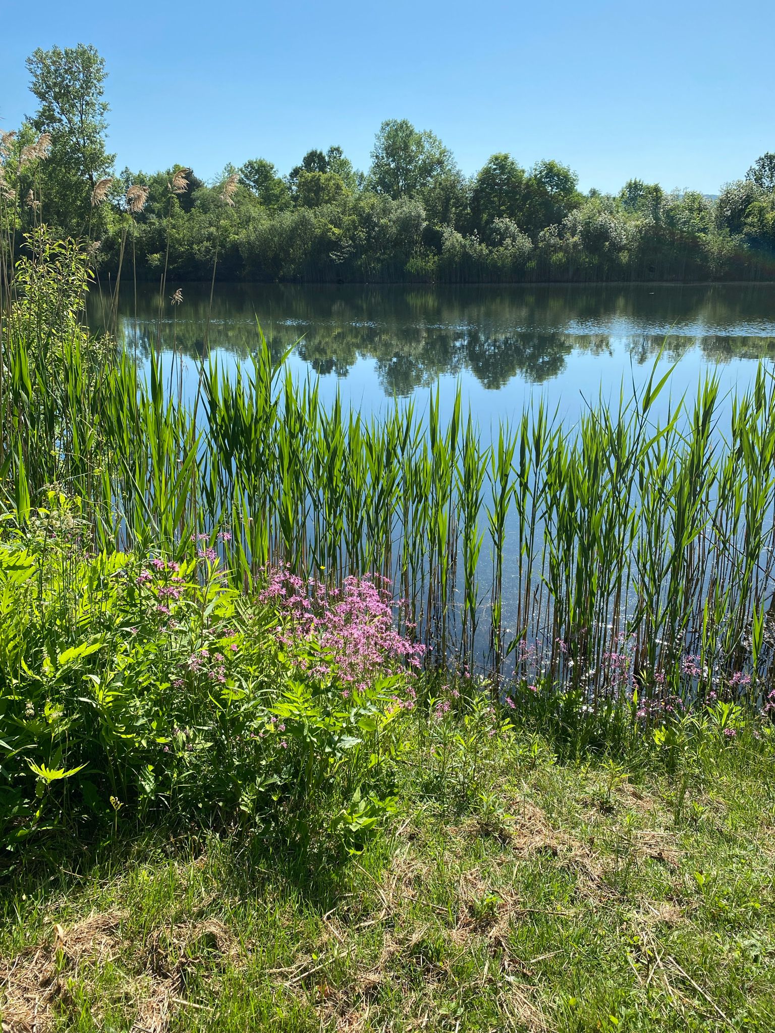 Sunny view of a lake with tall reeds and green trees reflecting. - Glen Meadow Loop