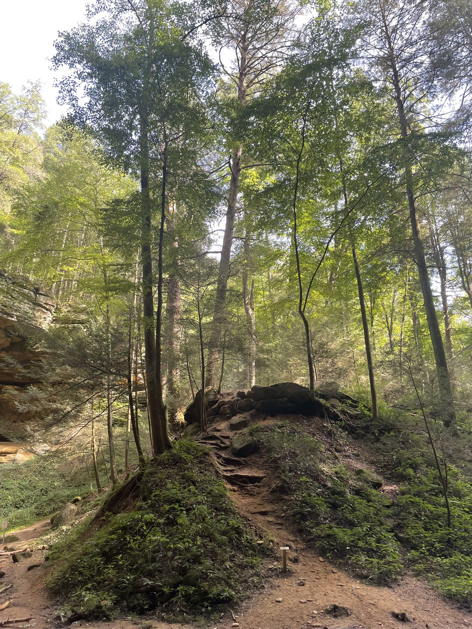 Sunlit forest path winding up a rocky, tree-covered hill. - Cedar Falls and Ash Cave via Buckeye, Ash Rim, and Ash Gorge Trail