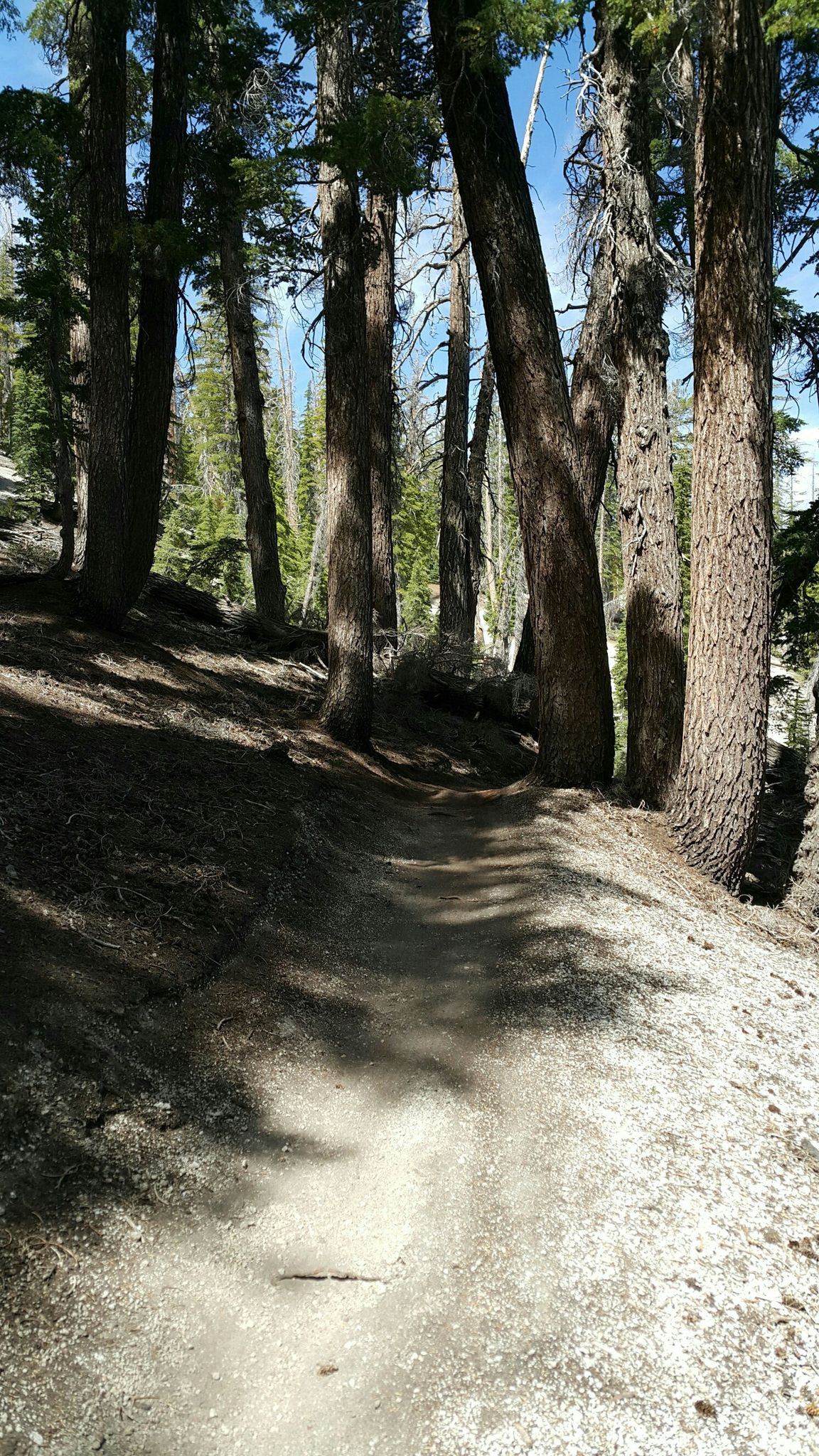 Narrow dirt trail winding uphill through a dense forest with dappled sunlight. - Mammoth Mountain Resort loop from Mill Cafe