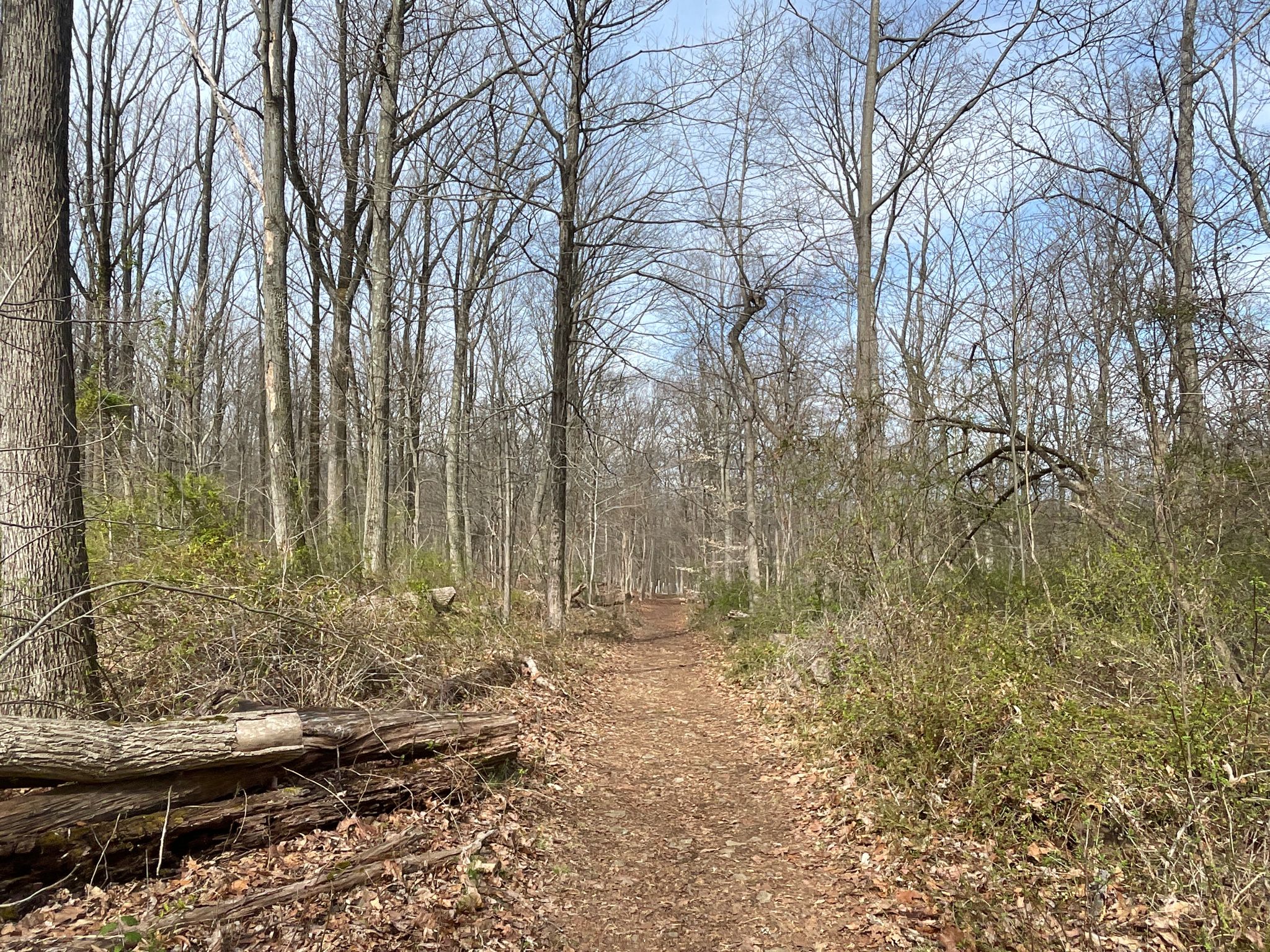 A narrow dirt path winds through a bare winter forest. - Copper Hill Trail