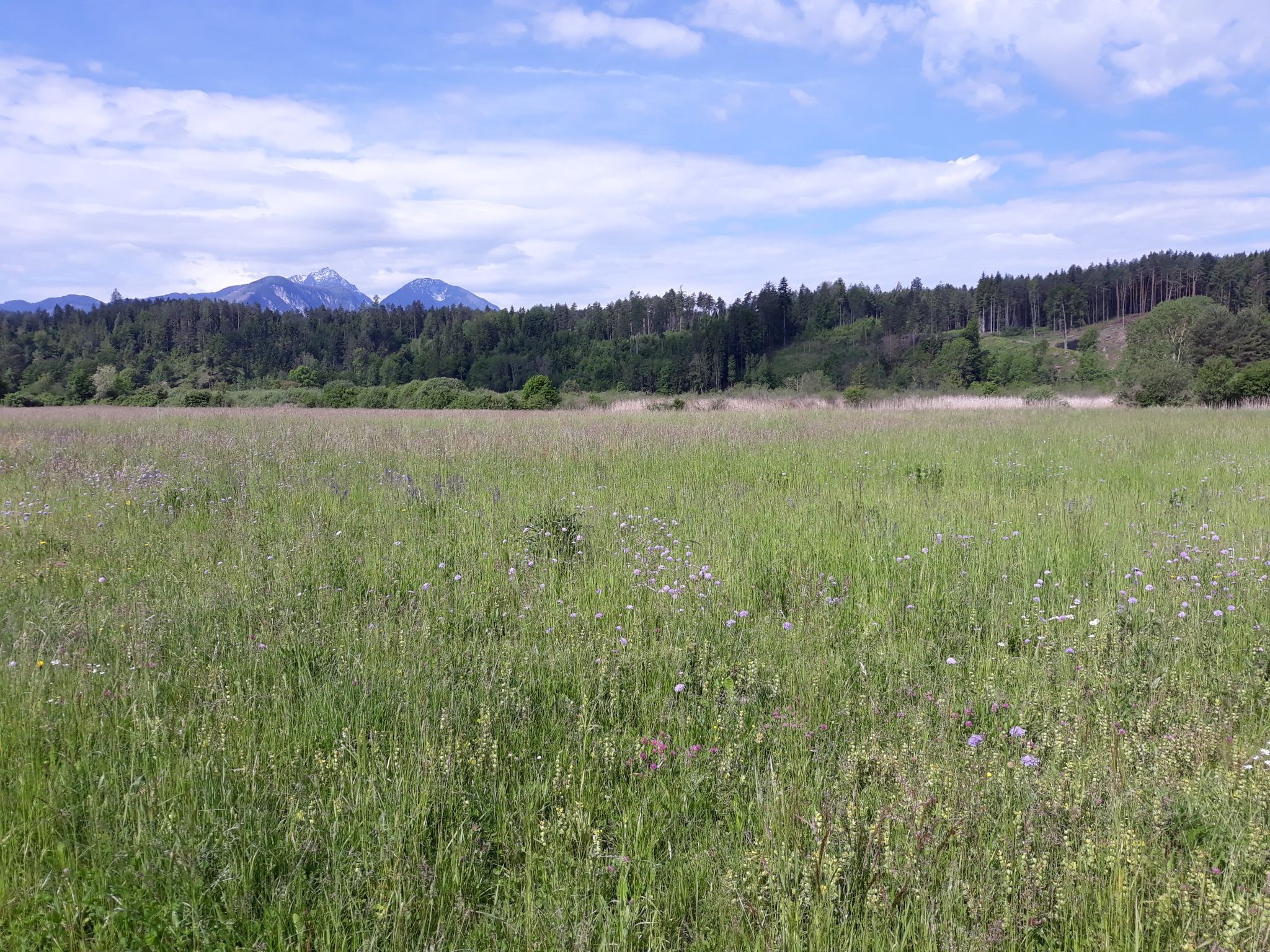 Blick Richtung Sablatnigmoor