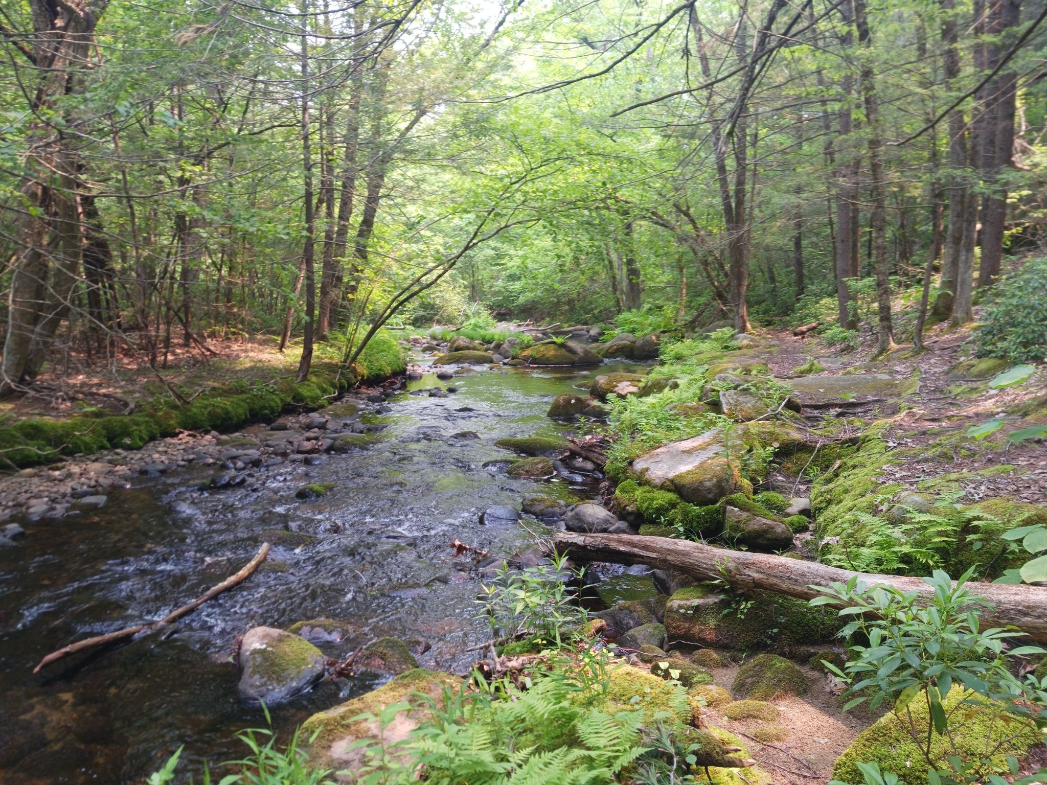 A clear stream with rocks and a fallen log flows through a green forest. - Willard Brook loop from Willard Brook State Forest
