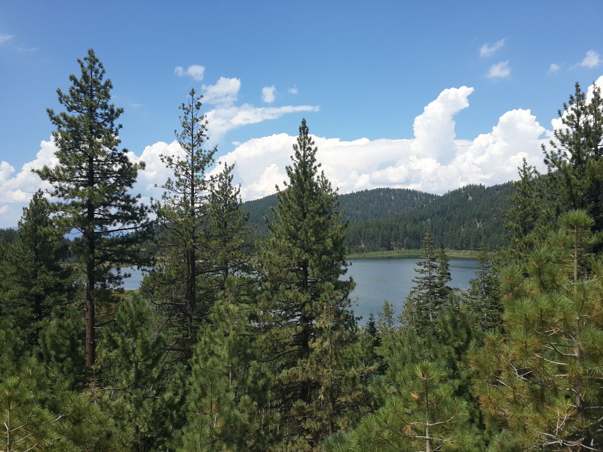 Pine trees frame a calm lake surrounded by forested mountains under a cloudy sky. - Reno to Geiger Grade & North Lake Tahoe loop