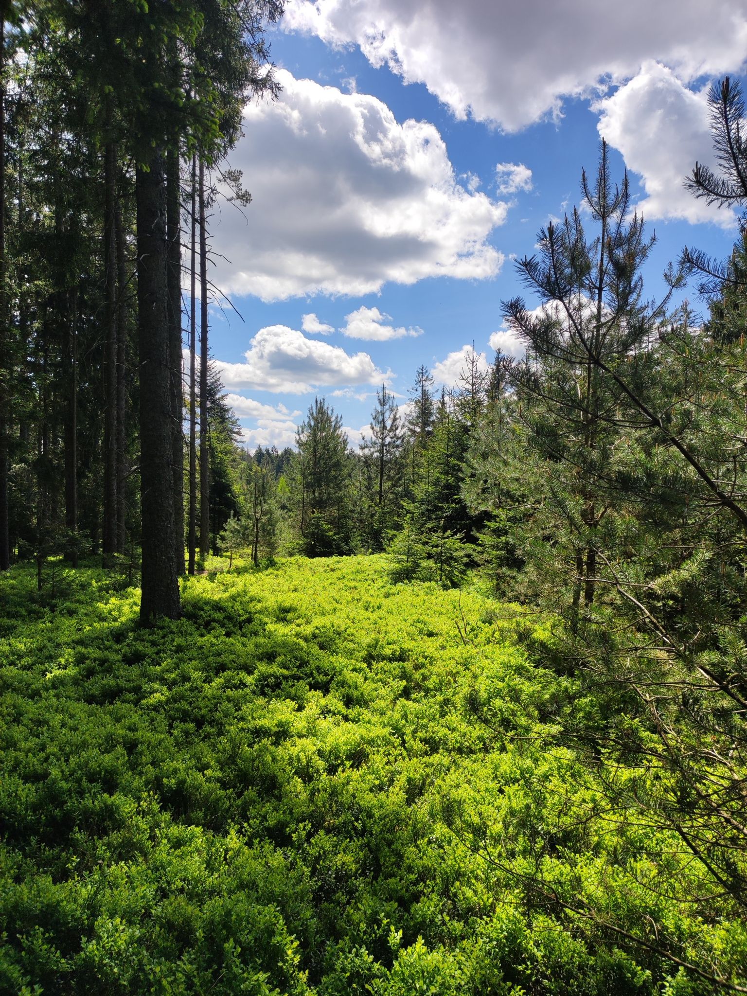 Hochmoor