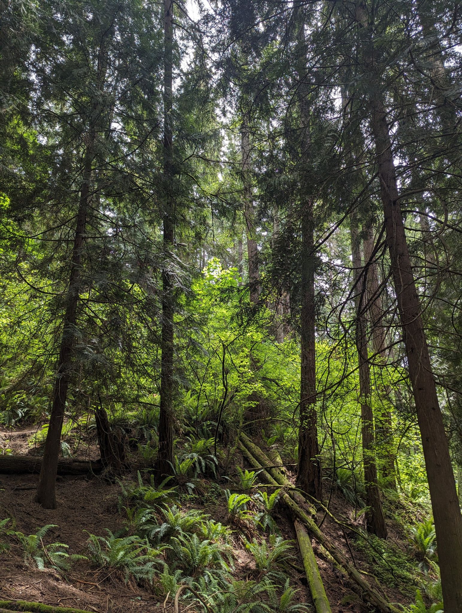 Tall trees, lush green undergrowth, and fallen logs in a sunlit forest. - South Ridge Loop – Saint Edward State Park