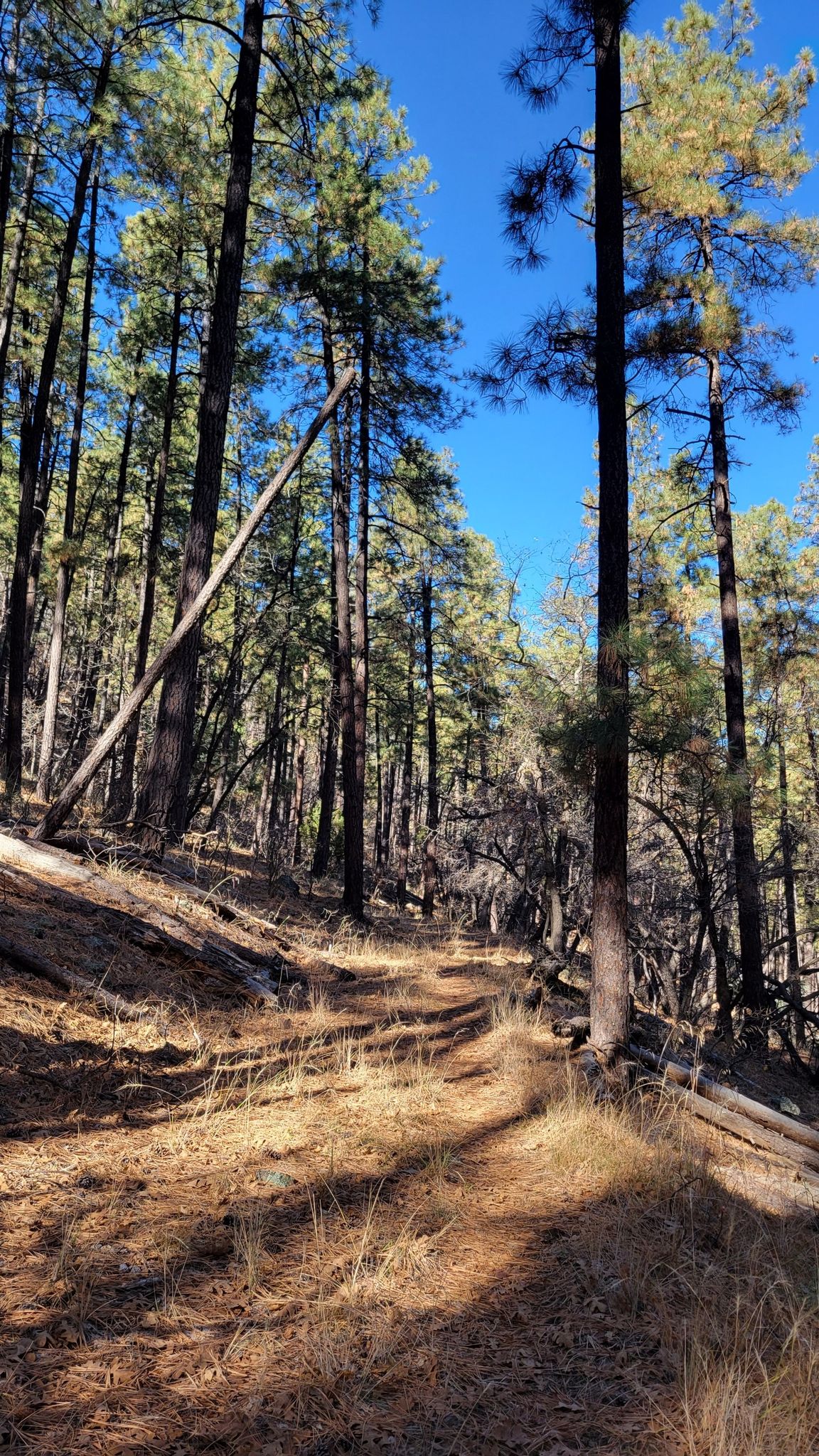 Sunlit forest path winding through tall pine trees under a clear blue sky. - Bug Hollow Trail #548