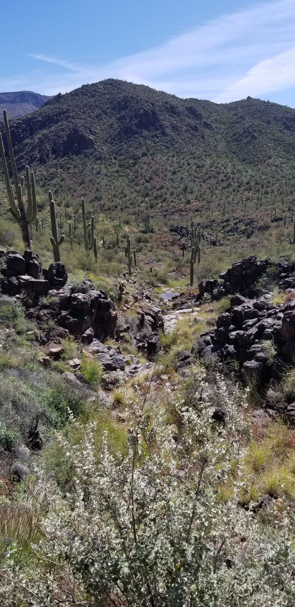 Desert canyon with saguaro cacti, rocky terrain, and distant mountains under blue sky. - Battleship Mountain Loop