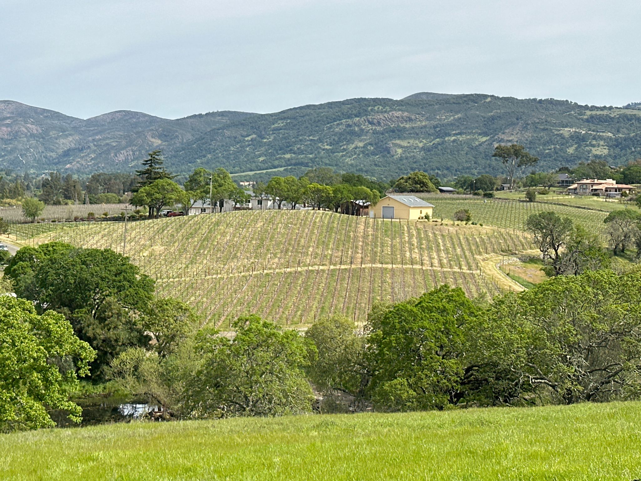 A vineyard on a hillside with a building, surrounded by green trees and distant mountains. - Manzanita and Toyon Loop