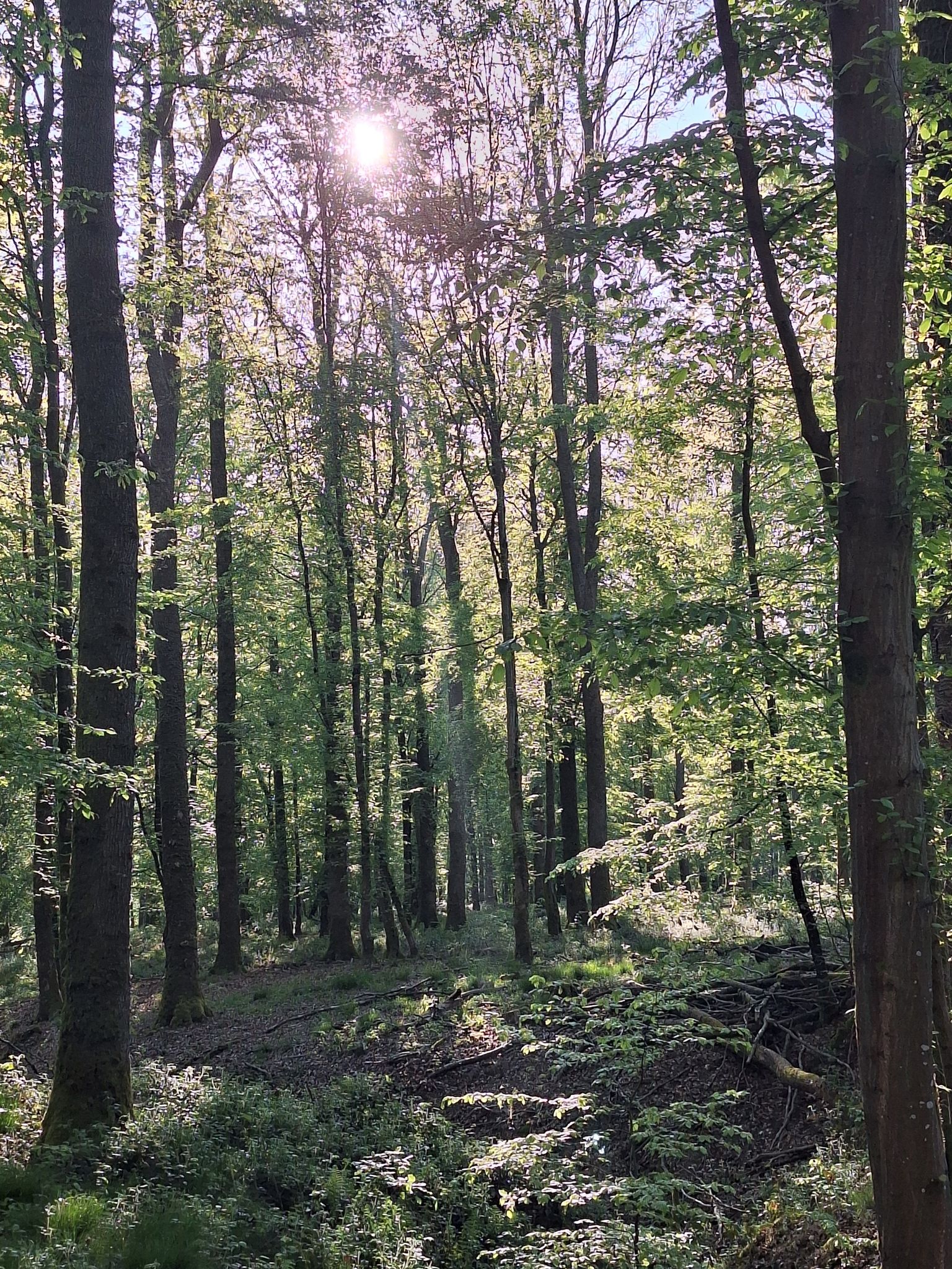 foret domaniale de Mormal