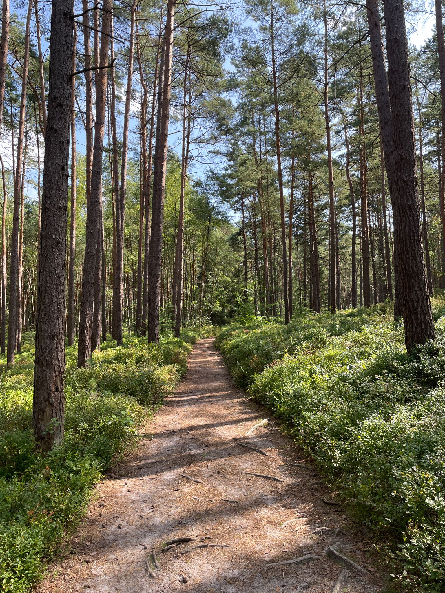 Trail im Wald Buchwedel