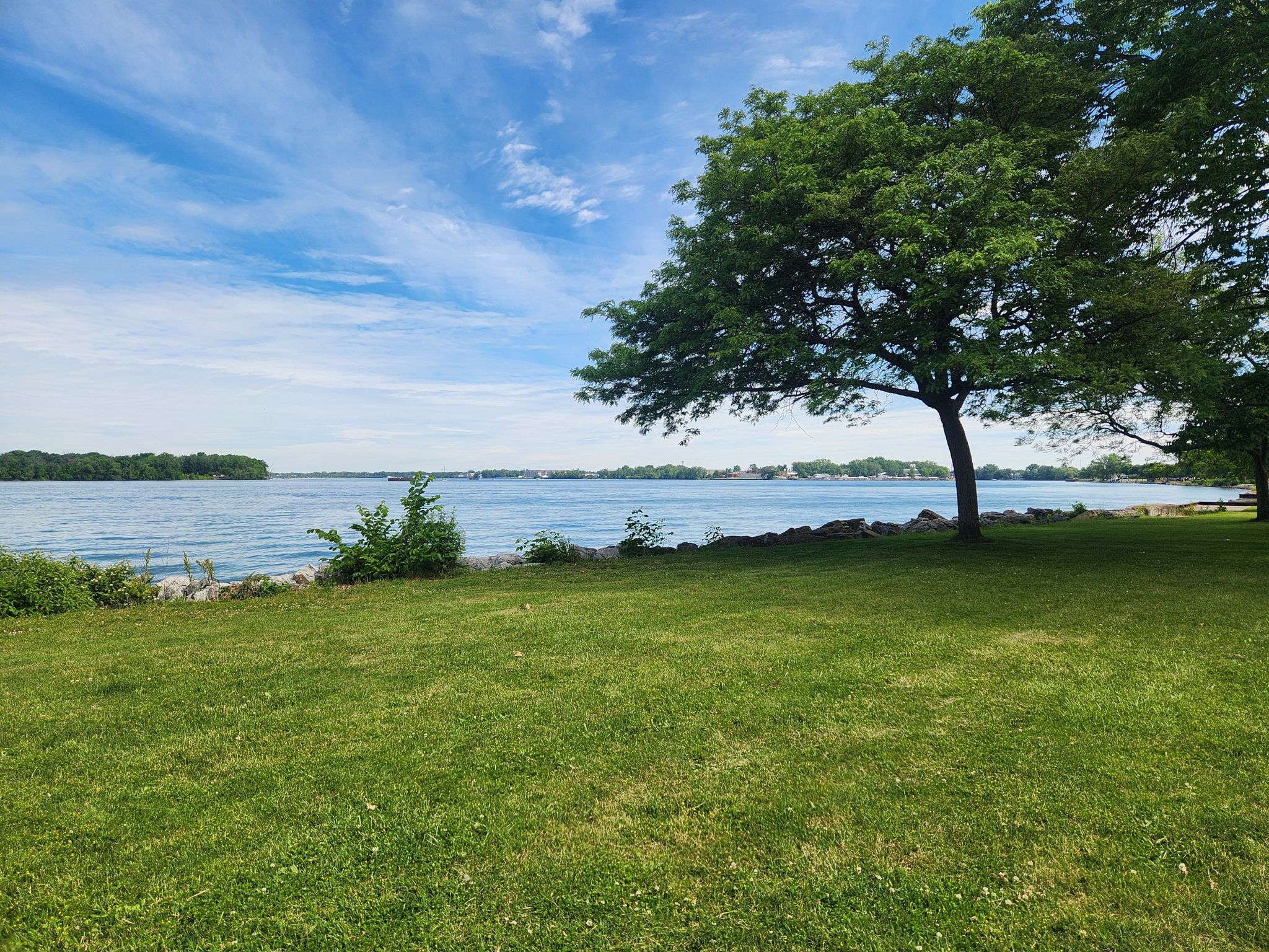 A large green tree on a grassy bank next to calm water under a blue sky. - South Grand Island Bridge – Isle View Park loop from City of North Tonawanda
