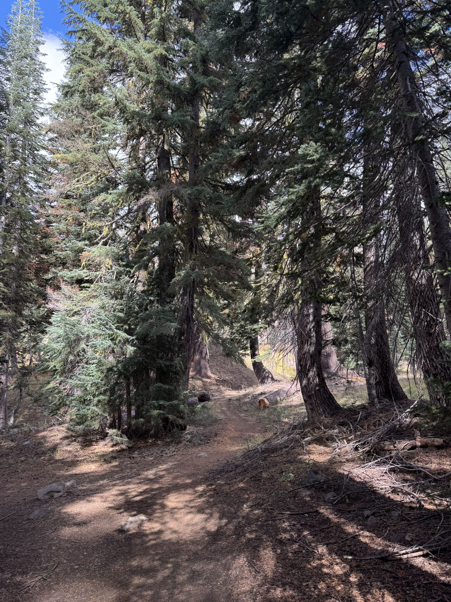 A winding dirt path leads through a dense, sun-dappled pine forest. - Forest Lake Trail