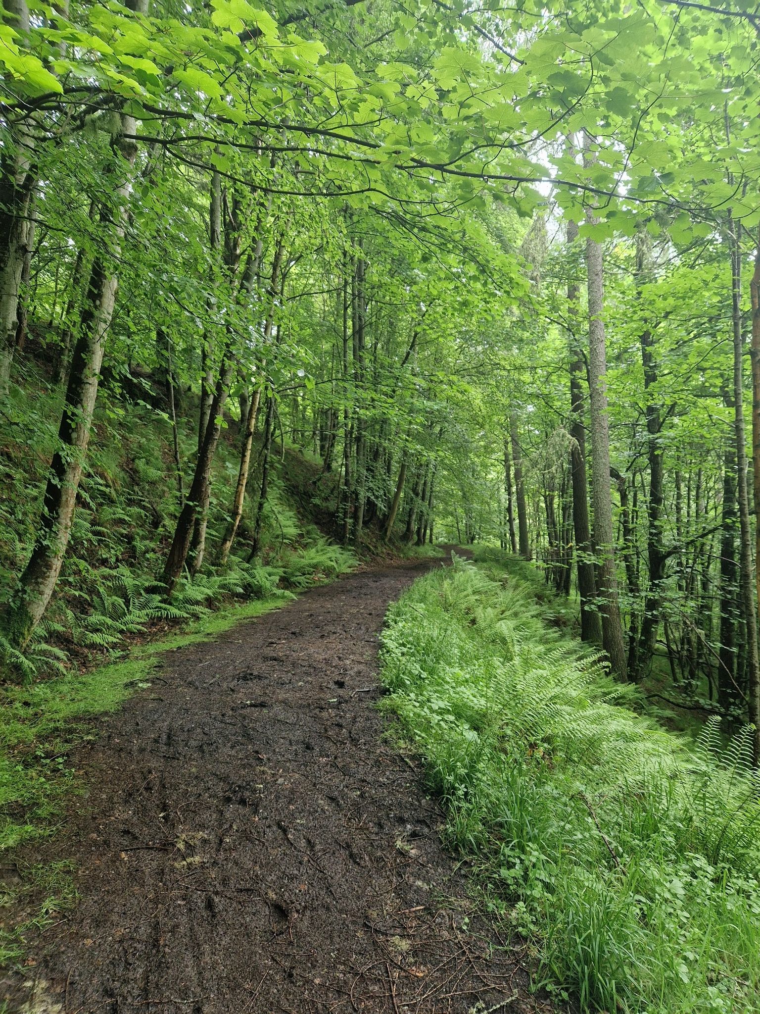schöner Waldweg
