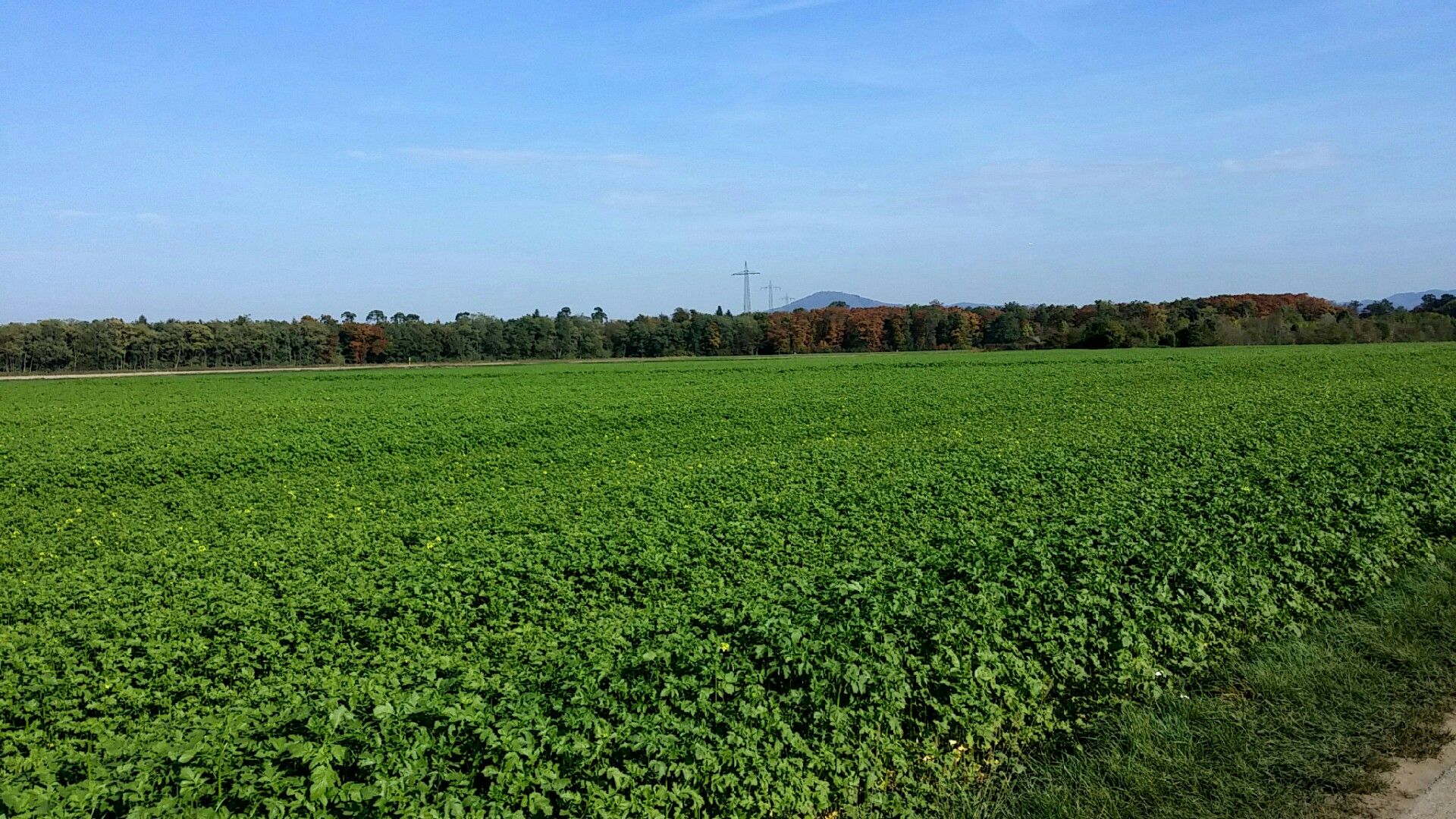 Jägersburger Wald