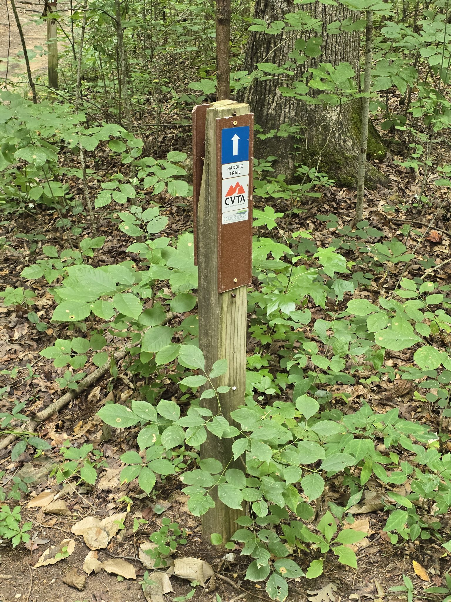 A wooden trail marker with a blue arrow sign stands in a green forest. - Haw Ridge Trail System loop from Bull Run