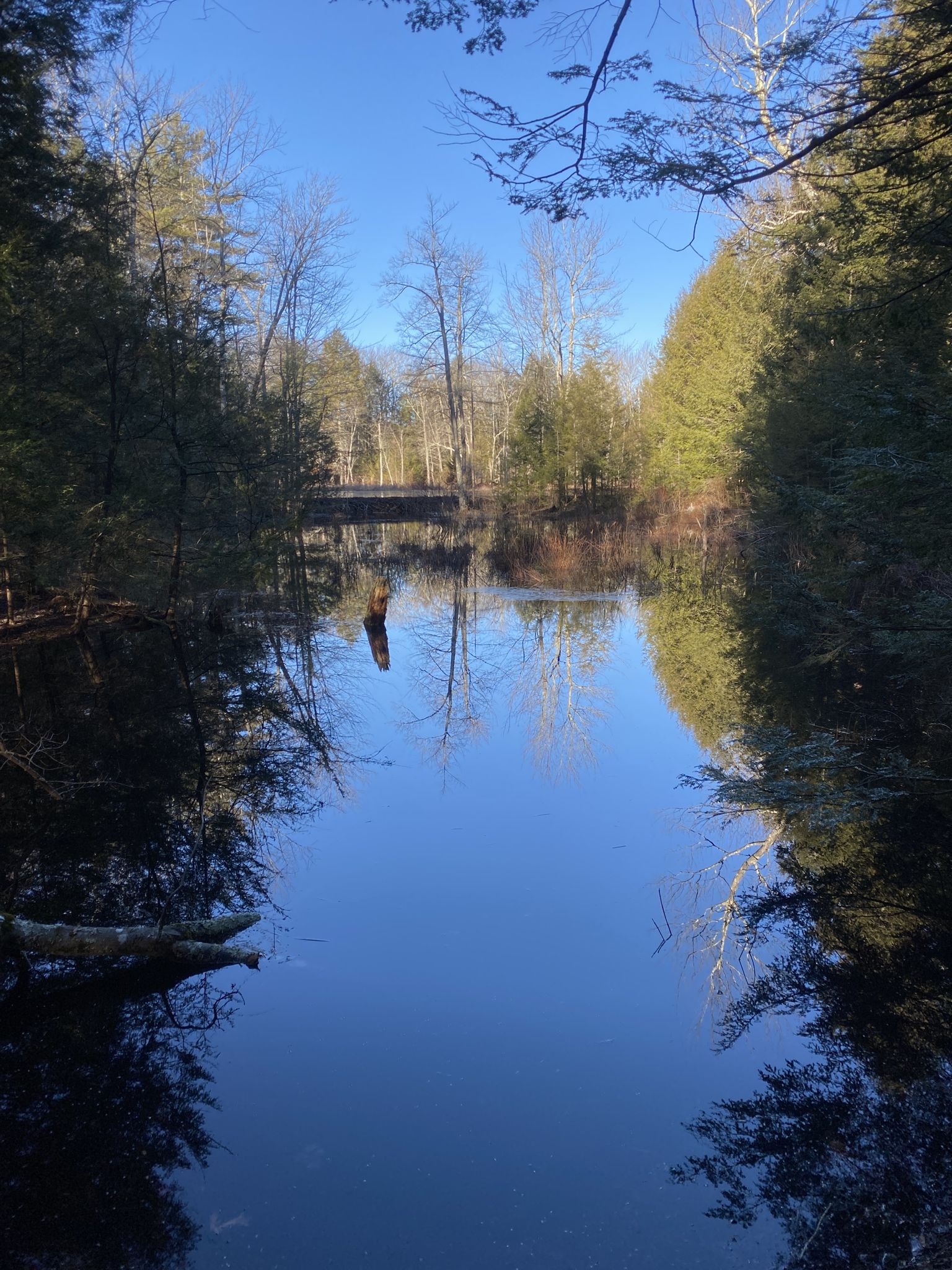 Calm water reflects a clear blue sky and surrounding forest with a distant bridge. - Castor Pond Loop Trail