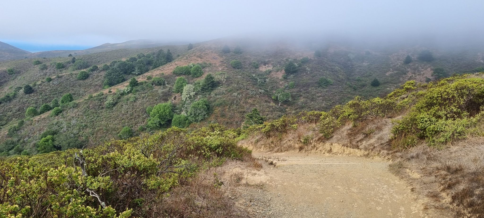 A dirt path winds through green, foggy hills under an overcast sky. - Miwok Trail to Fox Trail Loop