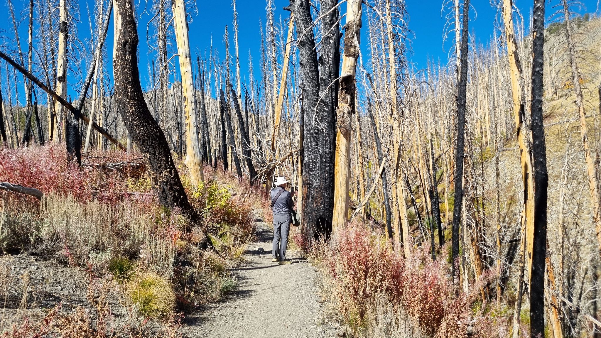 Person hiking on a sunny path through a forest of burnt trees and colorful undergrowth. - Baker Lake Trail