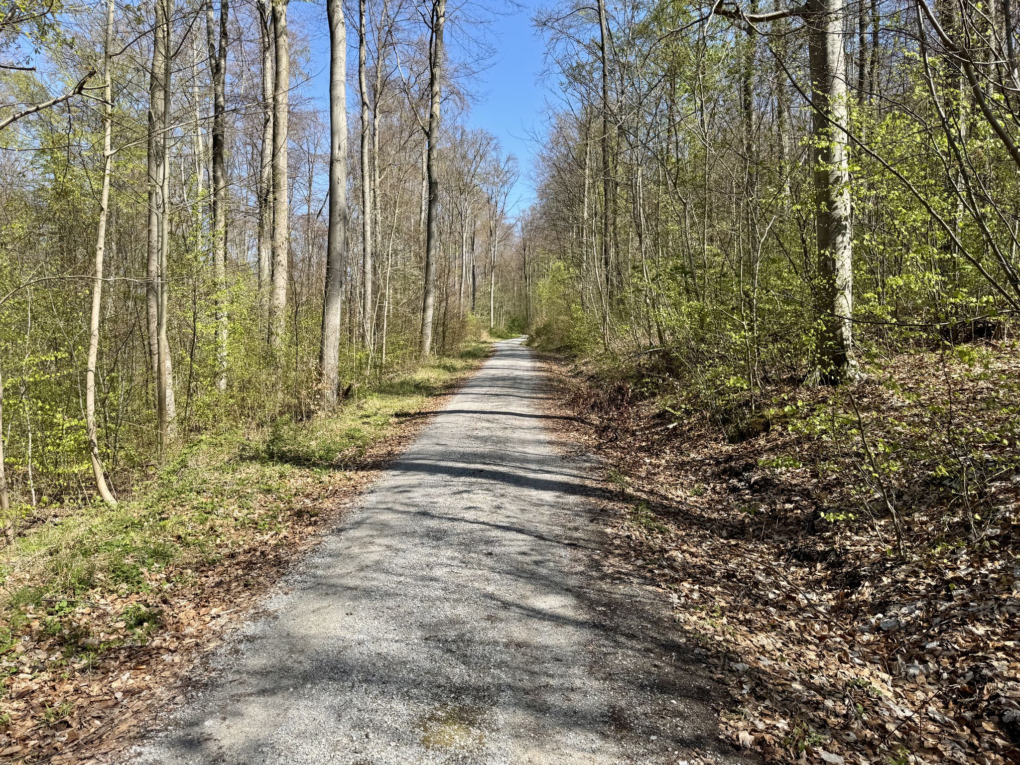 Waldweg