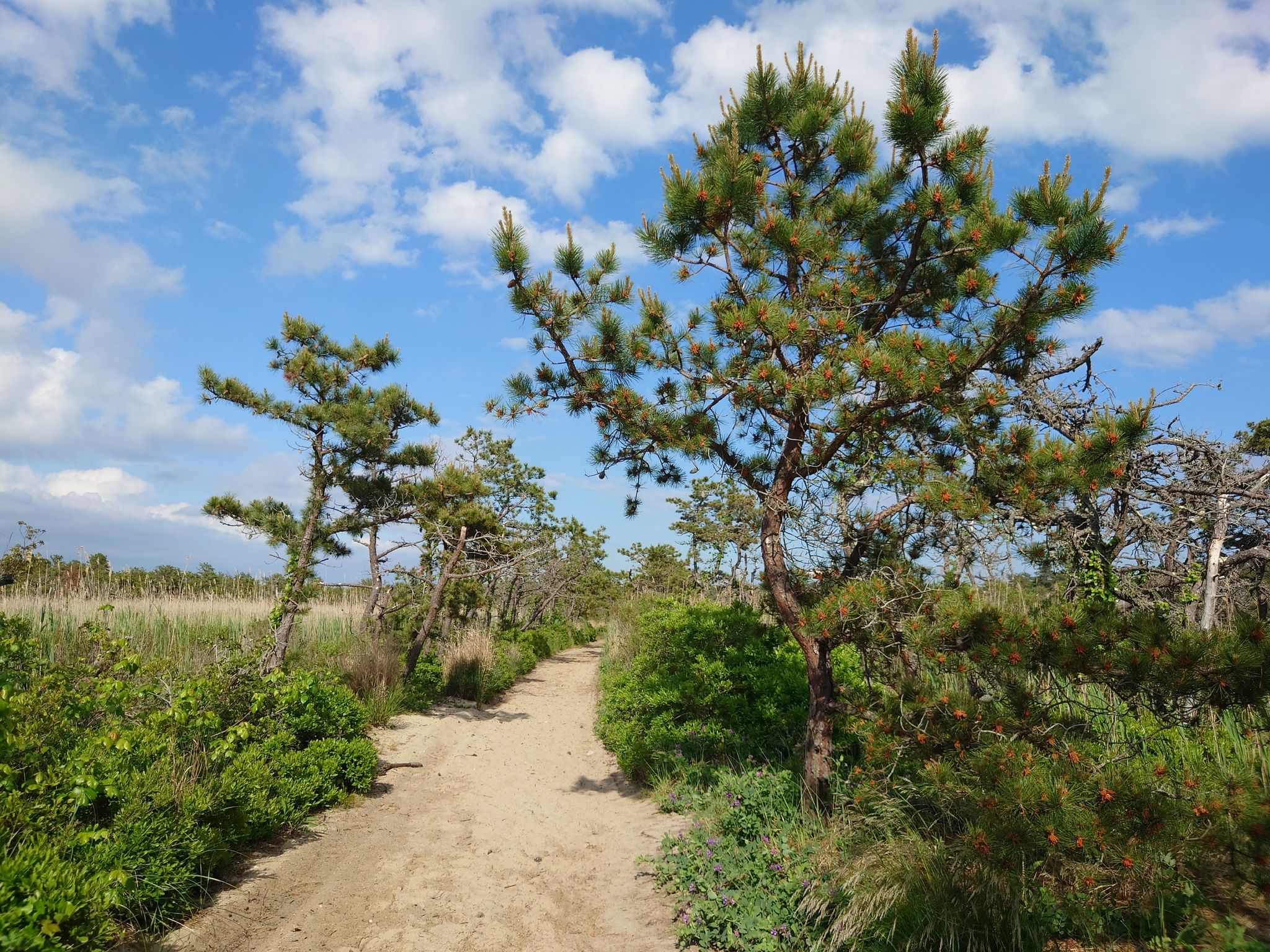 A sunny dirt path winds through green bushes and pine trees. - Hatches Harbor and Race Point Lighthouse