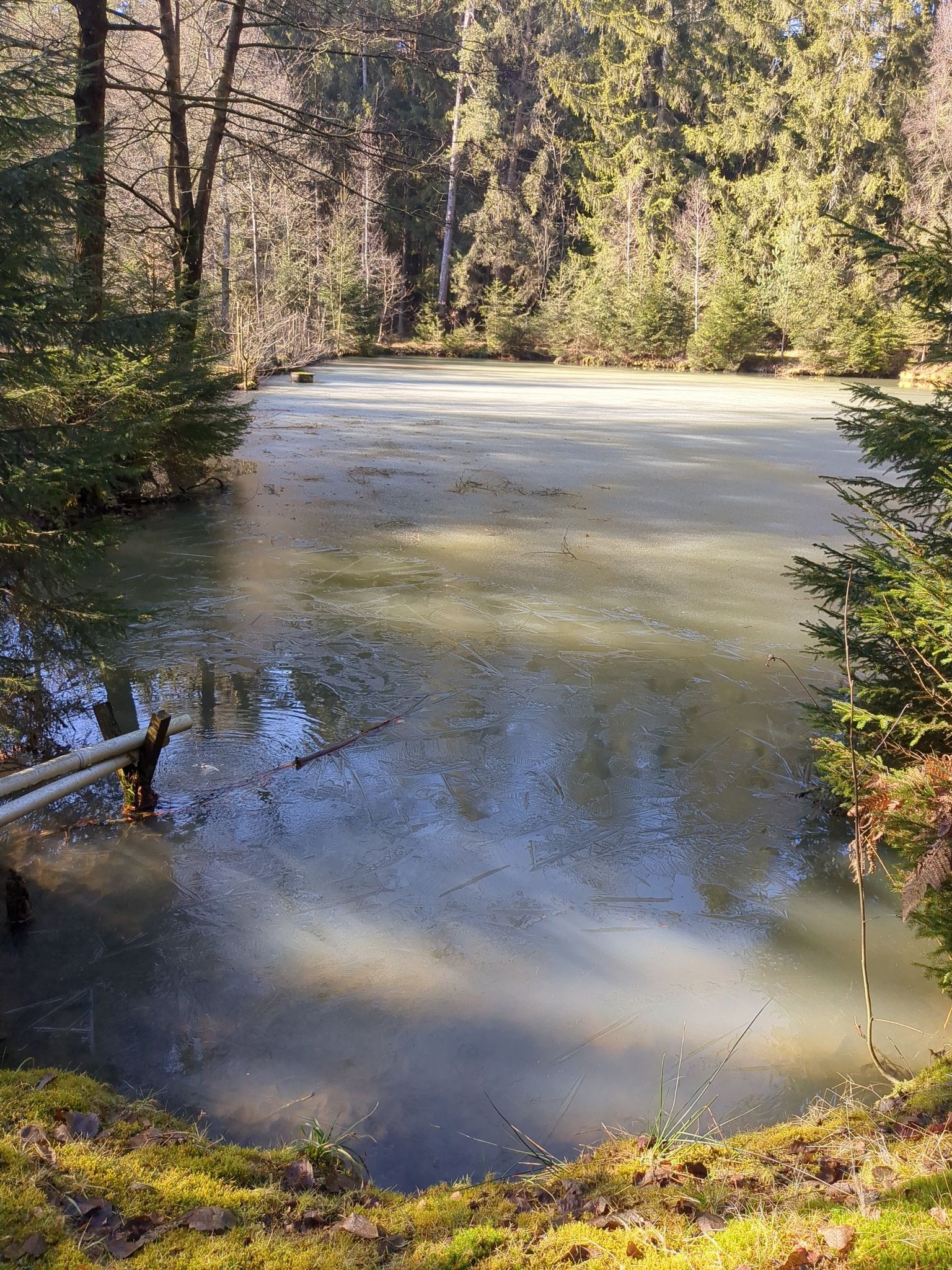Püttlachweiher schön im Wald gelegen