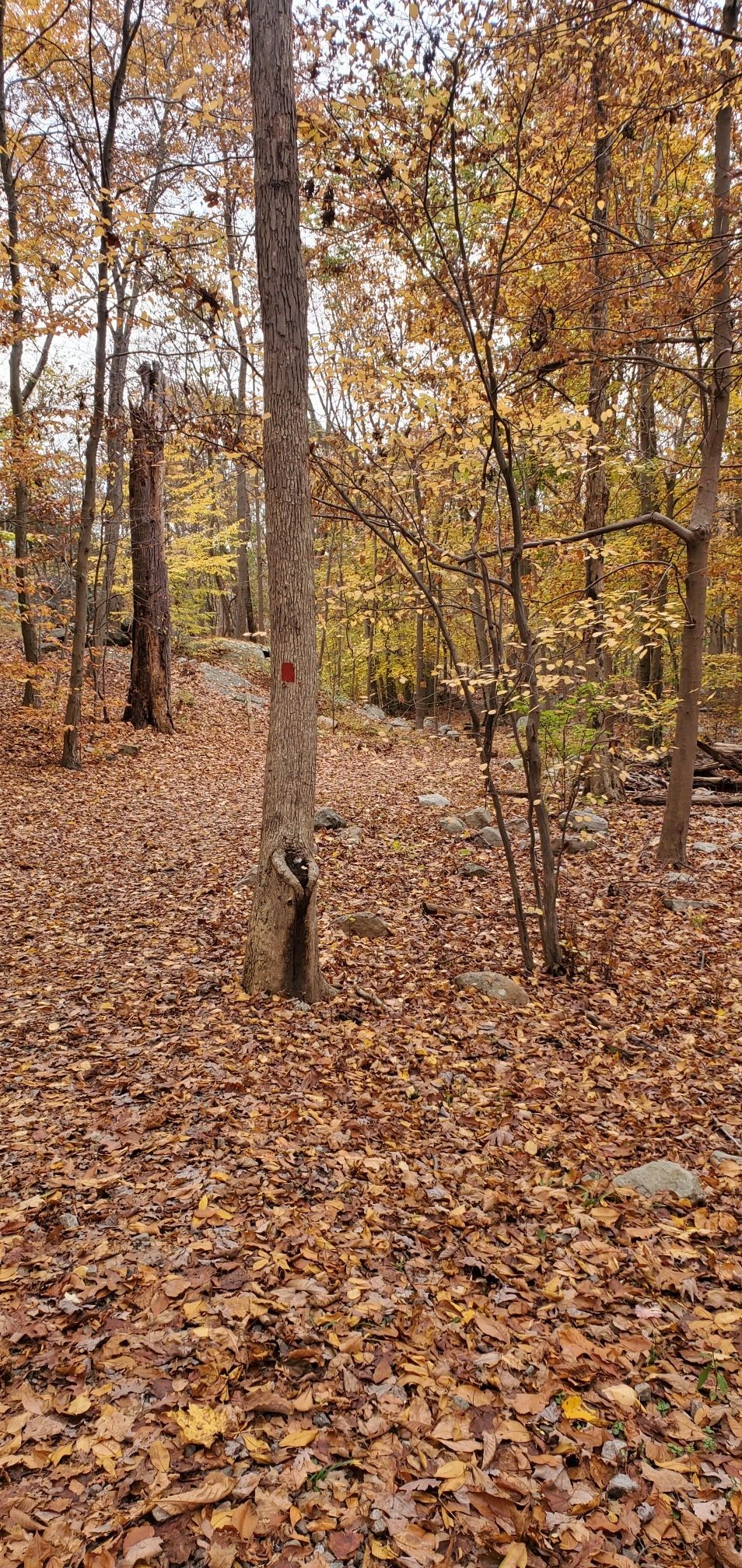 Forest floor covered in autumn leaves, tall trees with orange foliage, red trail marker. - Silas Condict Park White Trail Loop