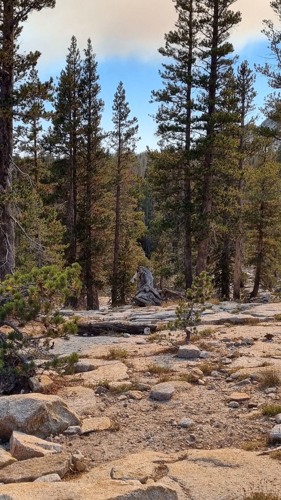 Rocky forest floor with tall pine trees under a partly cloudy sky. - Tenaya Lake and May Lake Loop