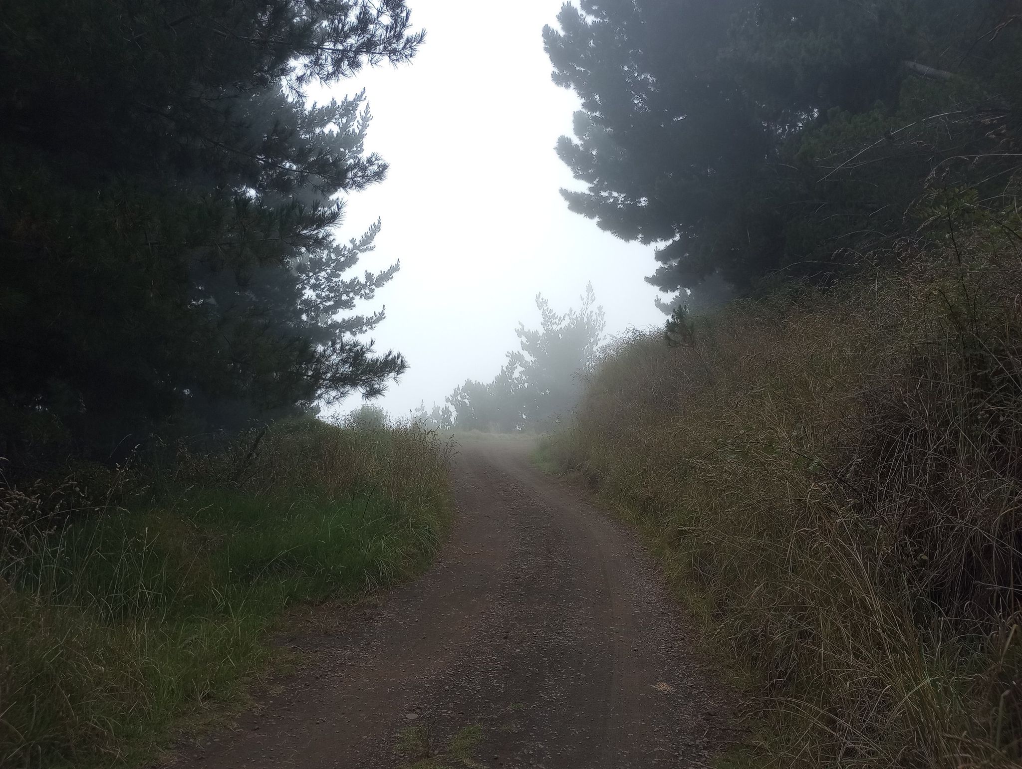 A dirt road ascends into thick fog, flanked by dark pine trees. - Polipoli Springs via Waipoli Road