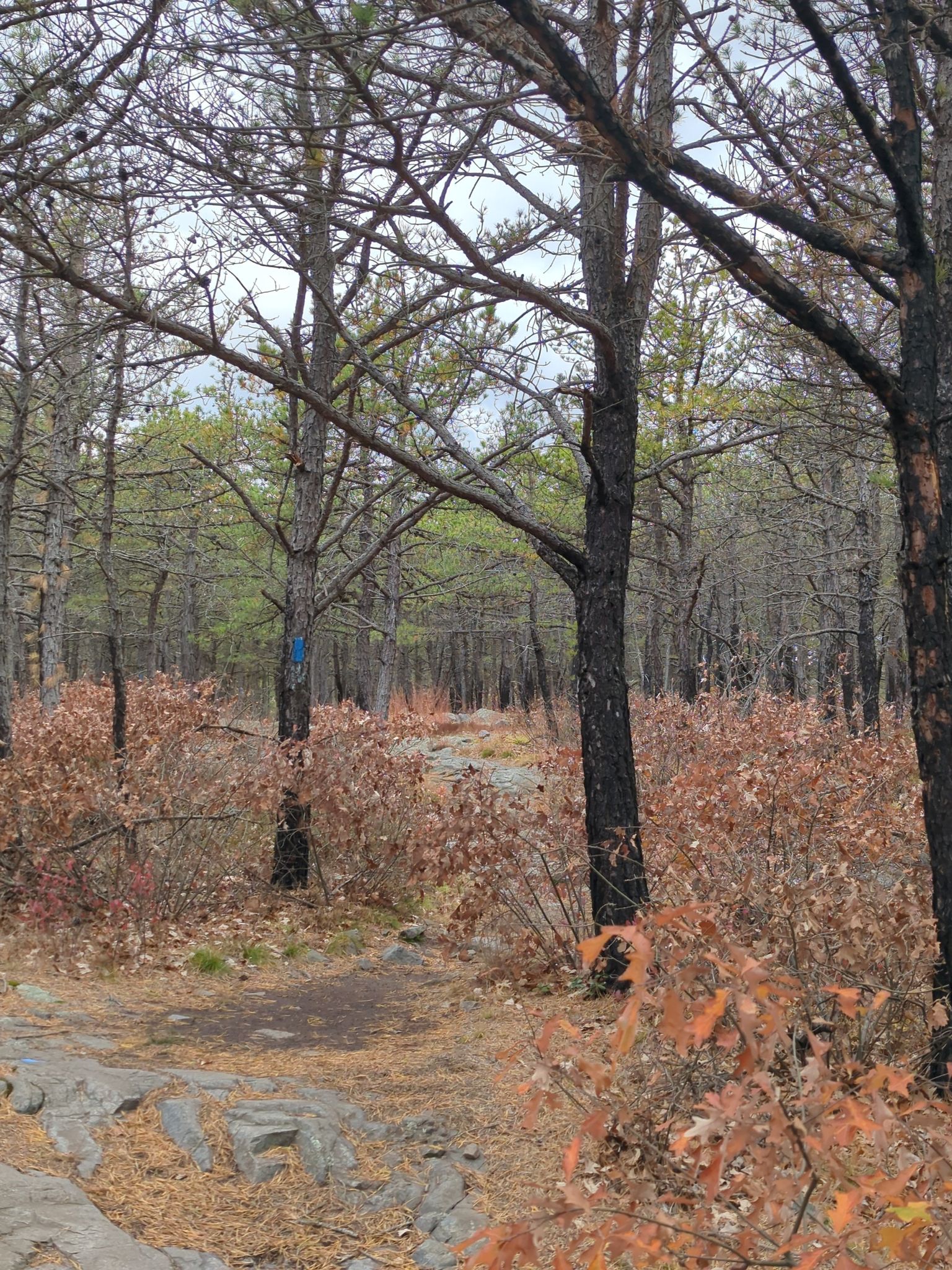 A forest path with bare trees and autumn leaves under an overcast sky. - Blue Hills Skyline Loop