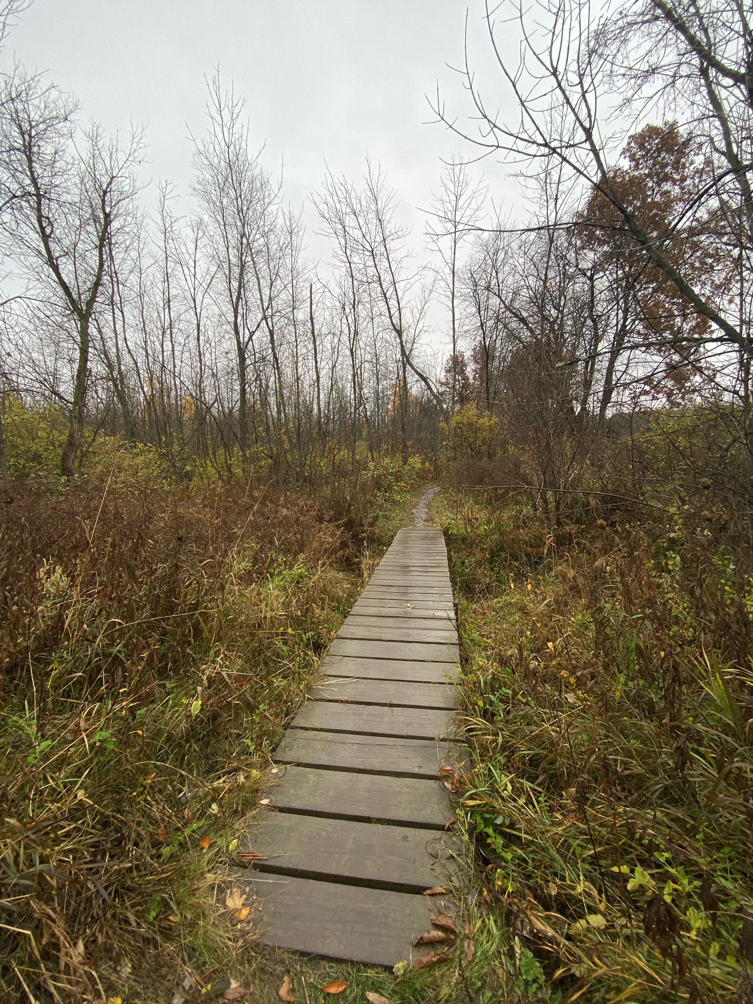 Wooden boardwalk through a marshy landscape with bare trees on an overcast day. - Ice Age Trail: Holy Hill Segment