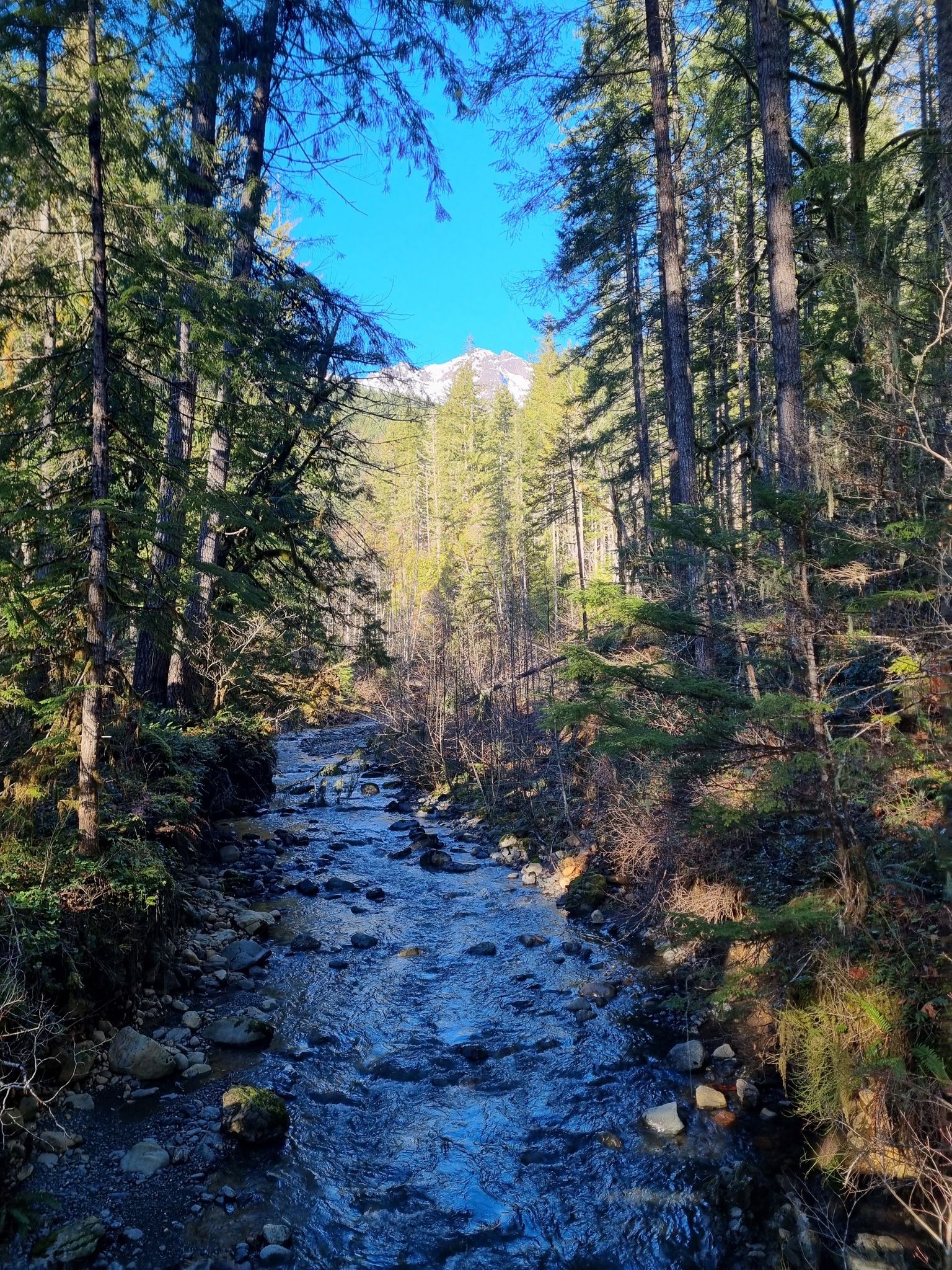 A clear stream flows through a sunny forest towards a distant snowy peak. - Upper Big Creek Loop Trail #827.1