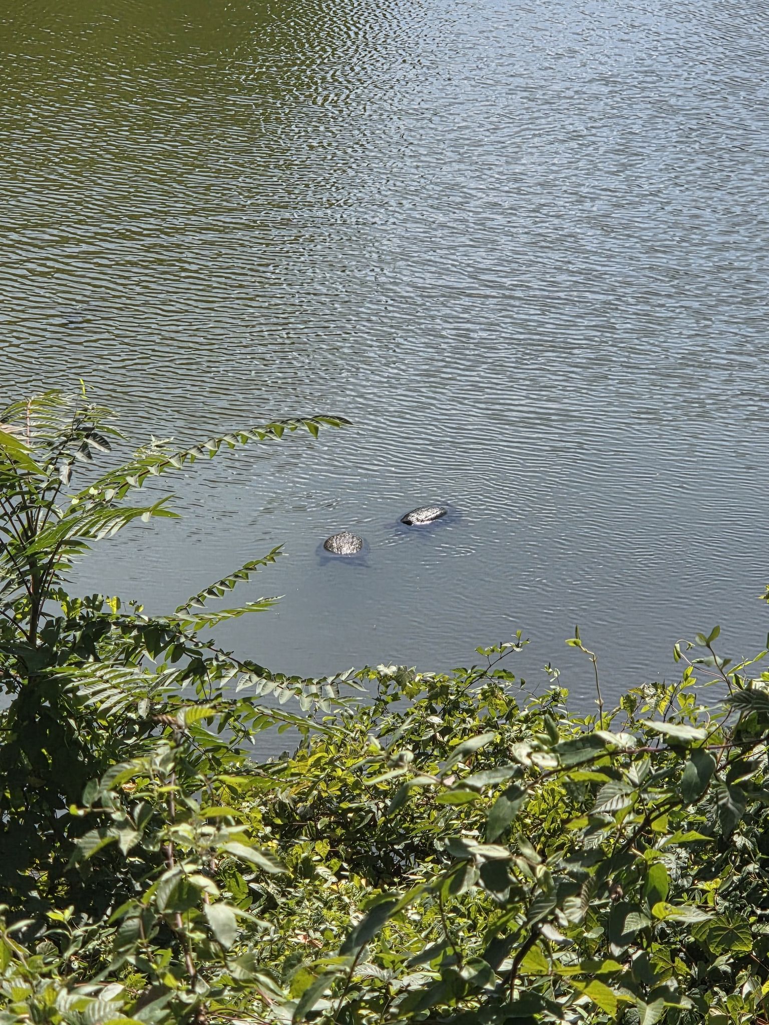 Two turtles swim in calm water, viewed through green foliage on a sunny day. - Marsh Creek Reservoir – Marsh Creek Reservoir loop from Marsh Creek State Park