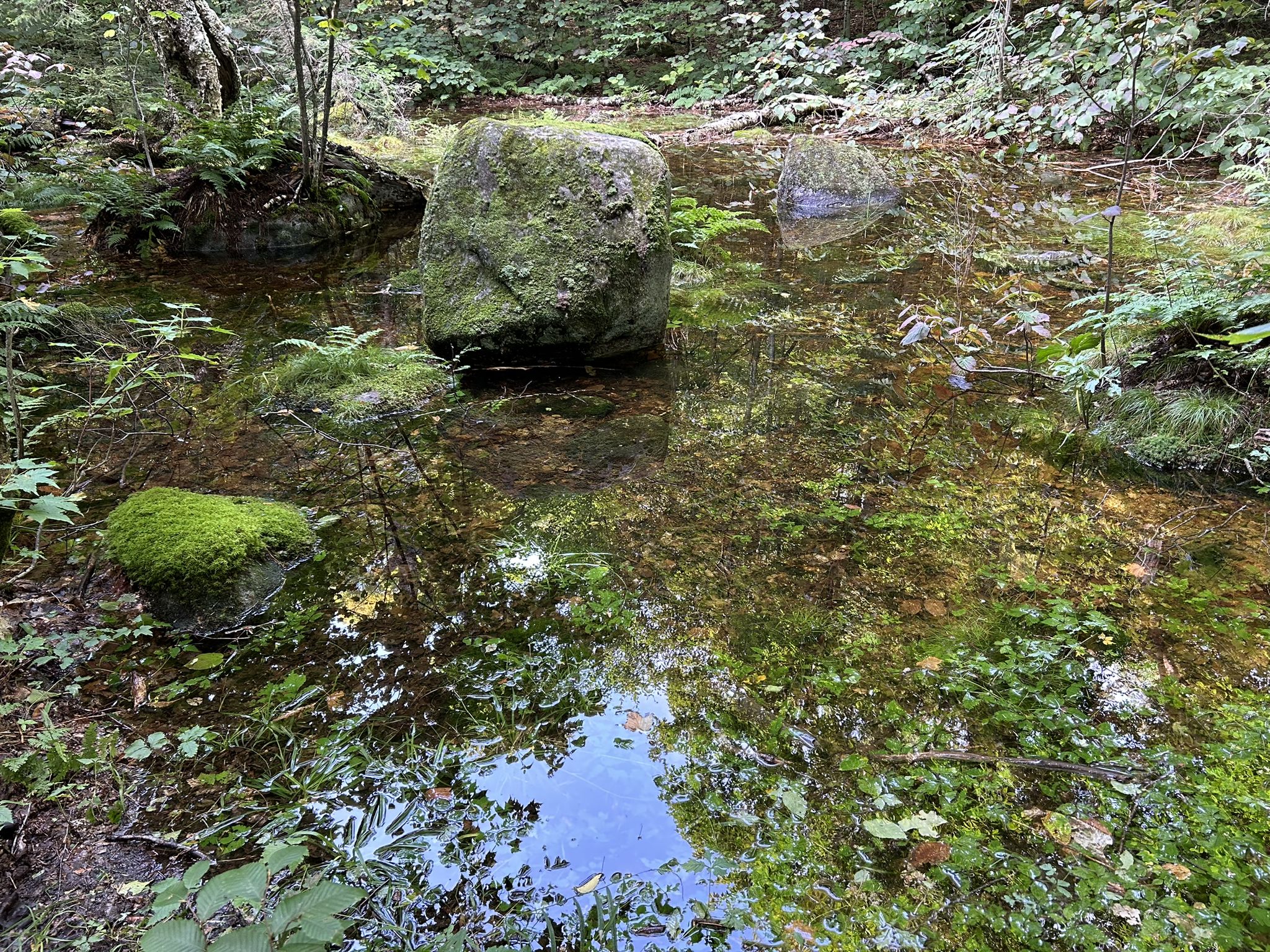 Moss-covered rocks in a shallow, still forest pool reflecting green trees. - Haystack Mountain via Jackrabbit Trail