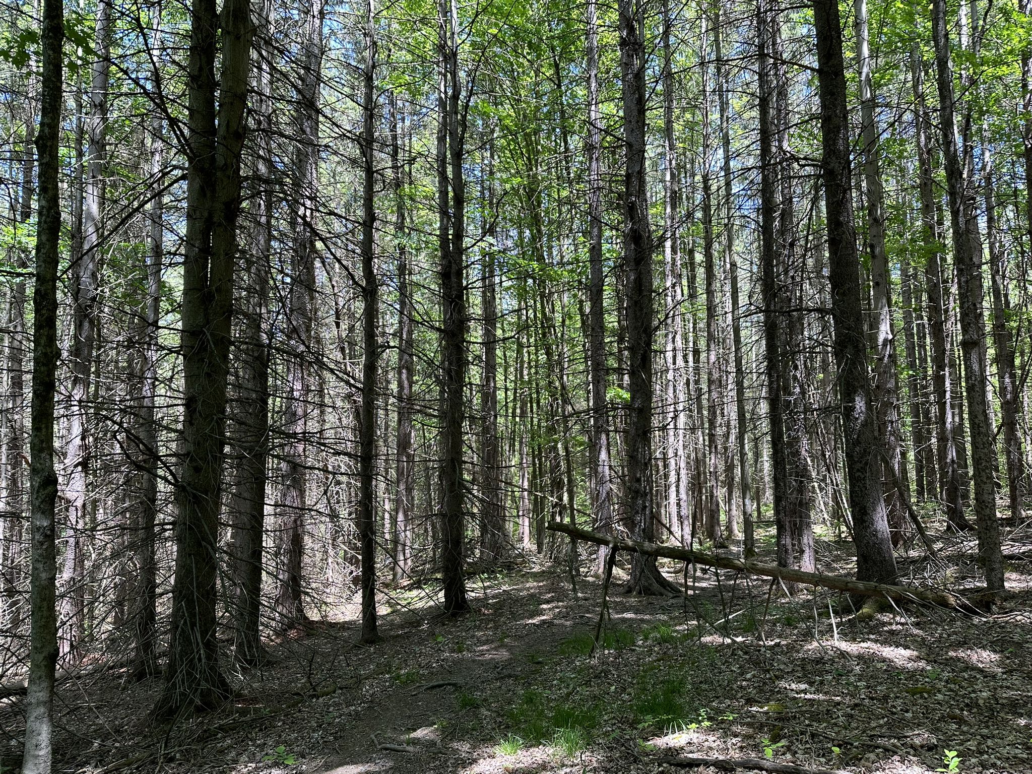 Dense forest with tall, slender trees and a fallen log on the ground. - Van Lone Hill and Finger Lakes Trail Loop