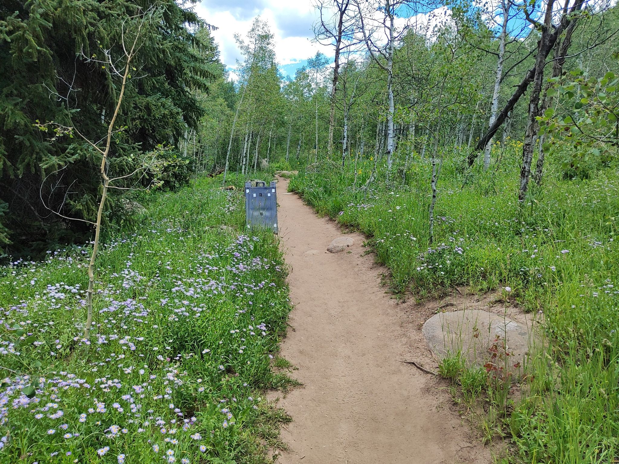 Dirt path winding through a sunlit forest with wildflowers and a trash can. - Lani White and Hunter Valley Loop Trail