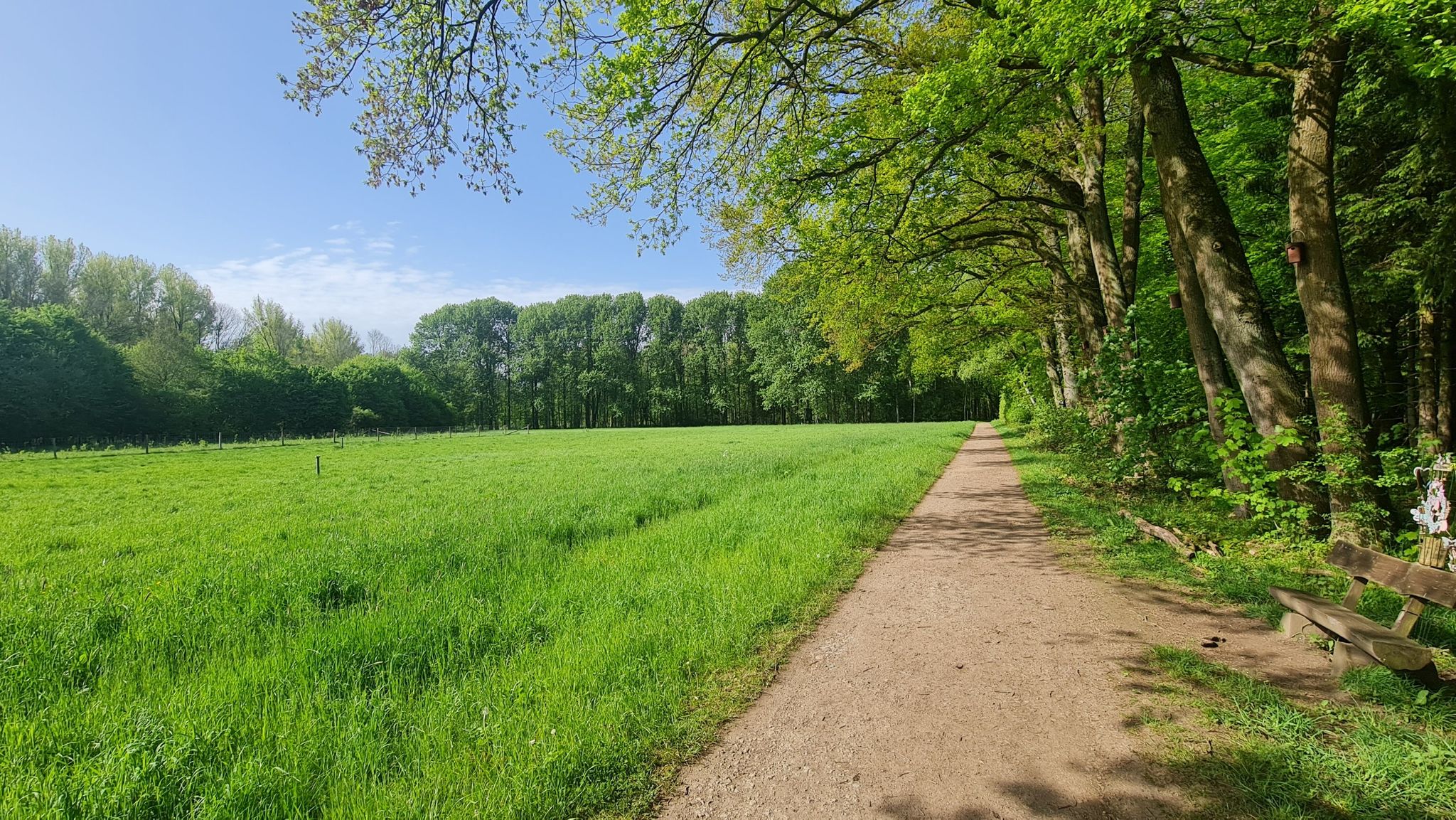 Im Würselener Wald