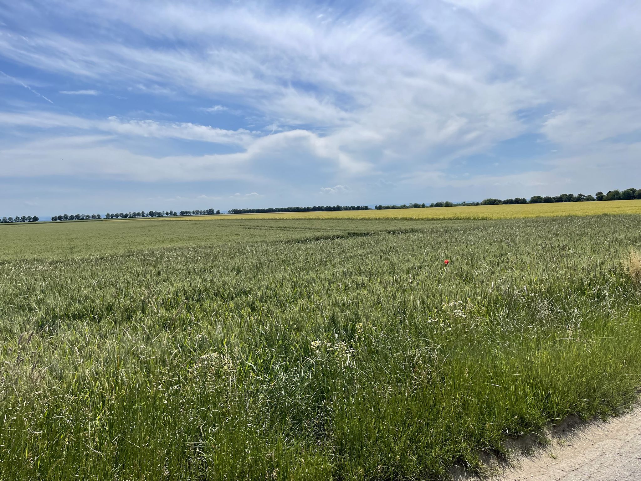Blick über die Wilhelmhöhe