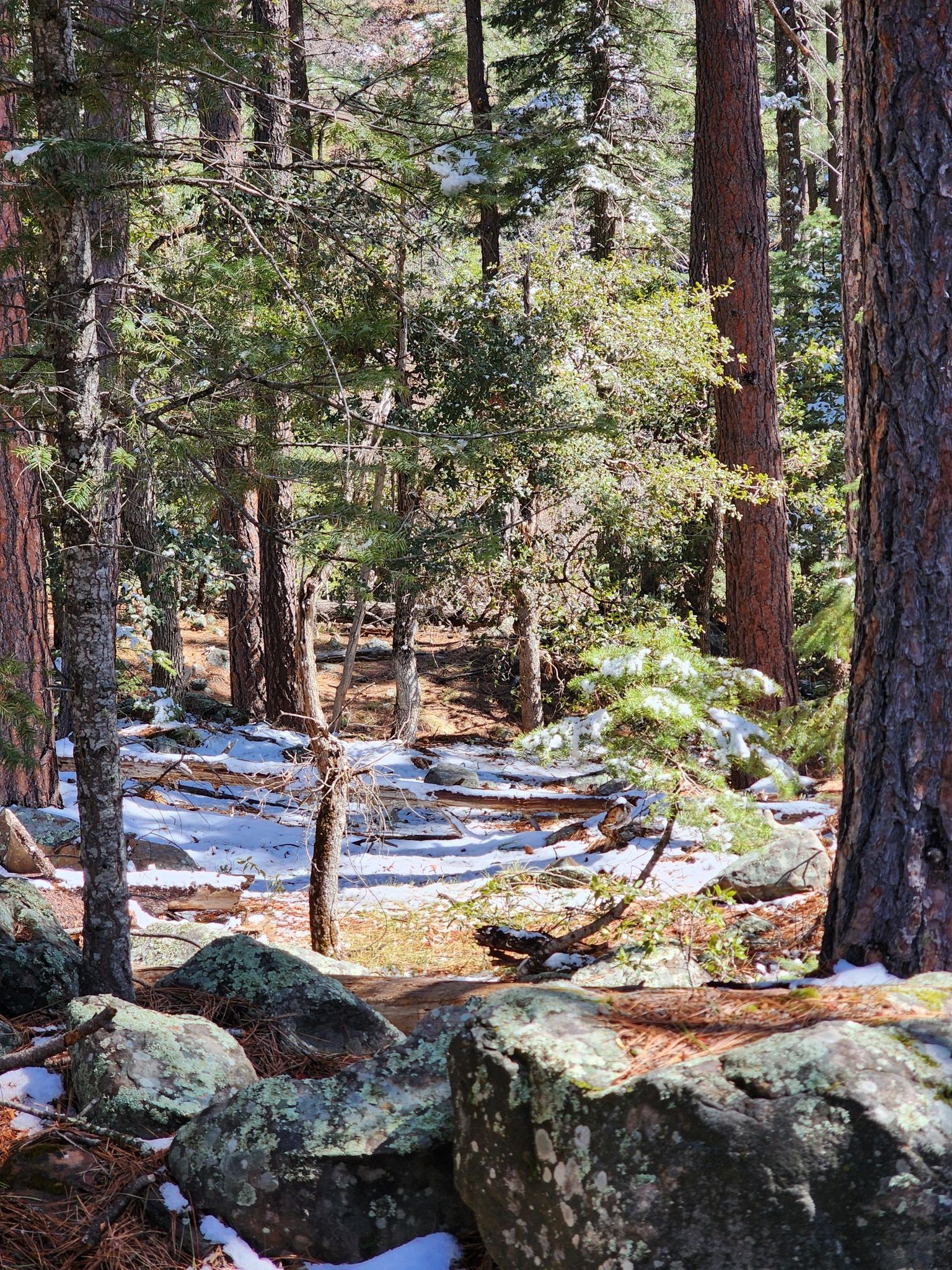 Dappled sunlight illuminates patches of snow on a forest floor with tall trees. - Horton Creek Trail #285