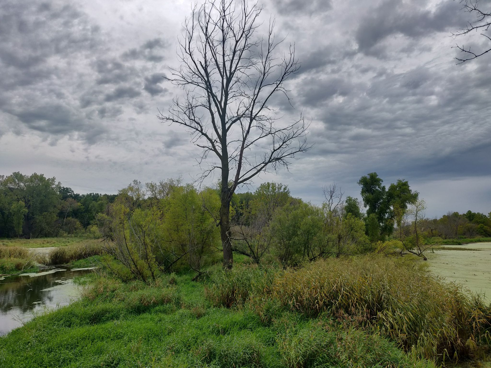 A bare tree stands by a murky river in a wetland under cloudy skies. - Glacial Drumlin State Trail
