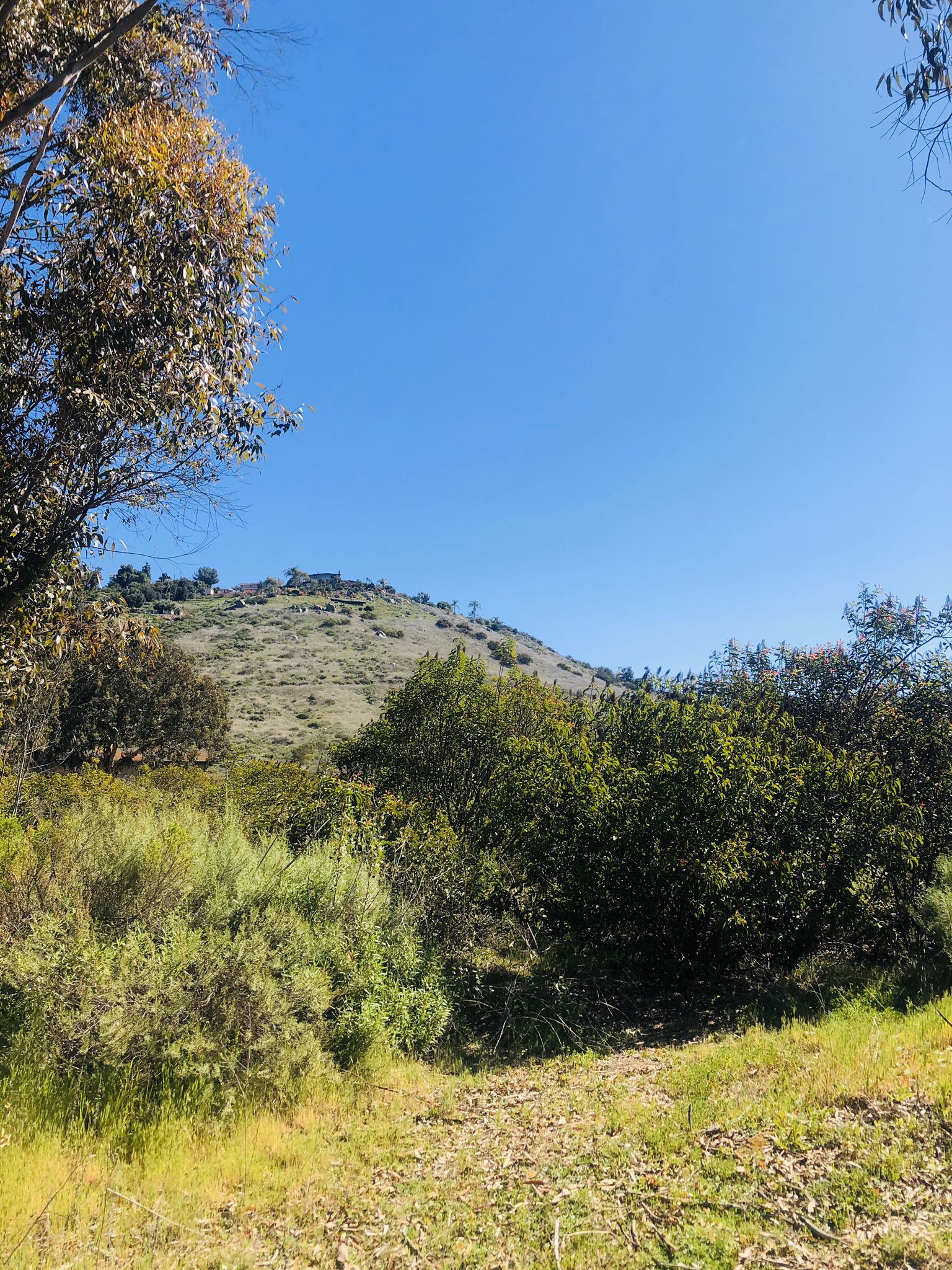 A sunny hillside covered in dry grass and green bushes under a clear blue sky. - Coast to Crest Trail: North Shore Lake Hodges