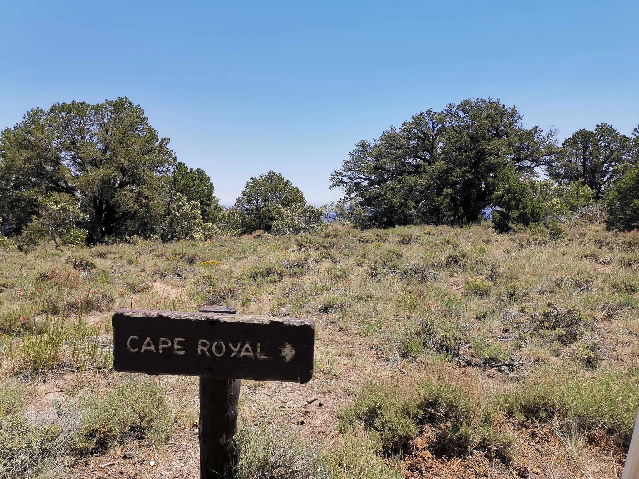 Wooden signpost in a dry, scrubby field with trees under bright daylight. - Cape Royal Drive
