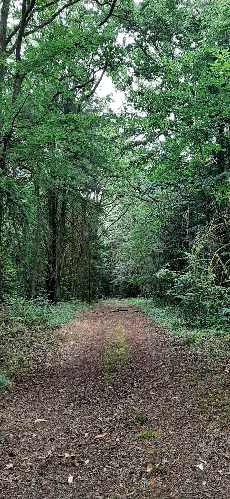tussen velden en door bossen