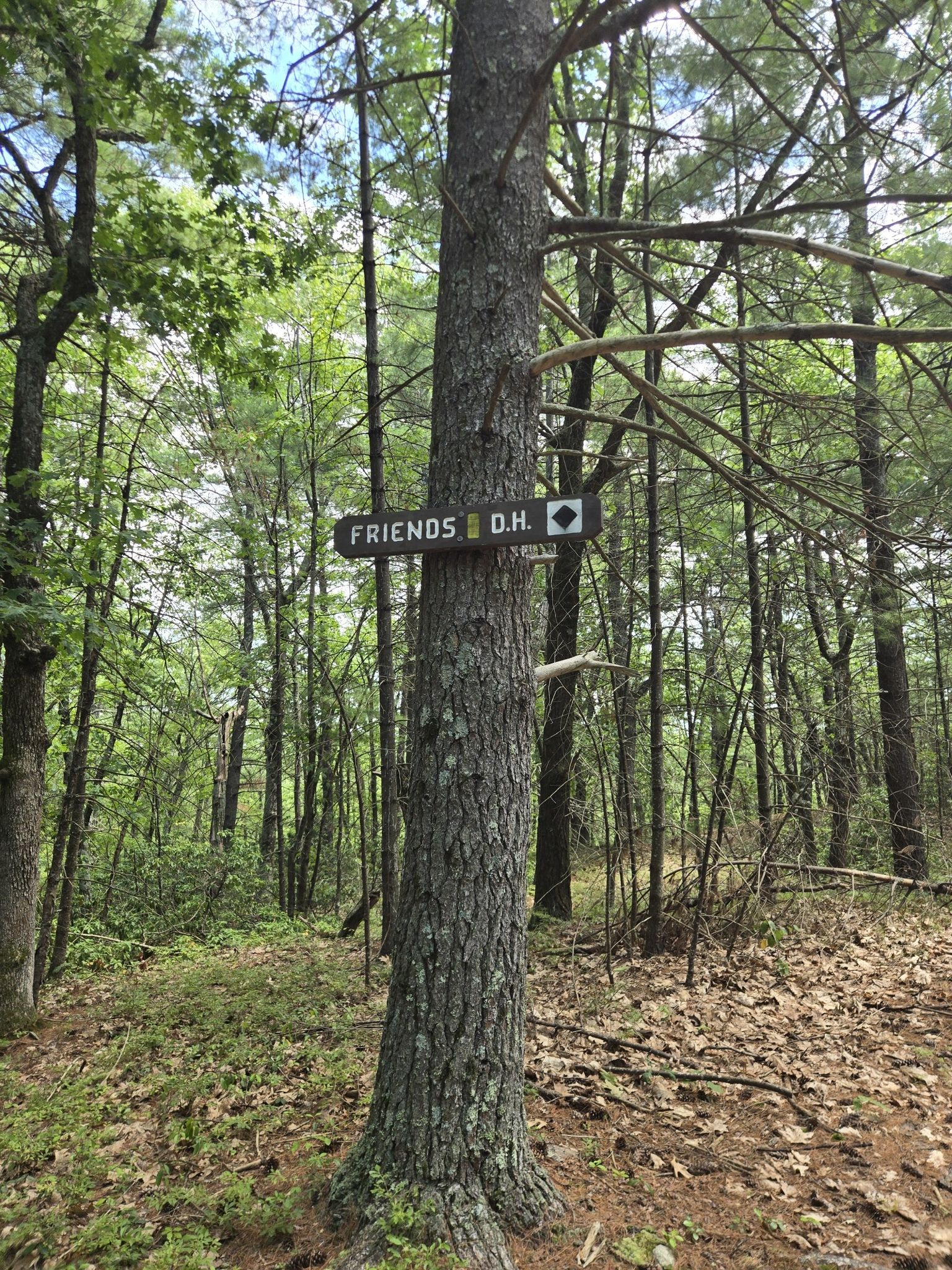 A wooden sign with white text attached to a tree in a forest. - Friends Trail – Townsend State Forest & Willard Brook State Forest