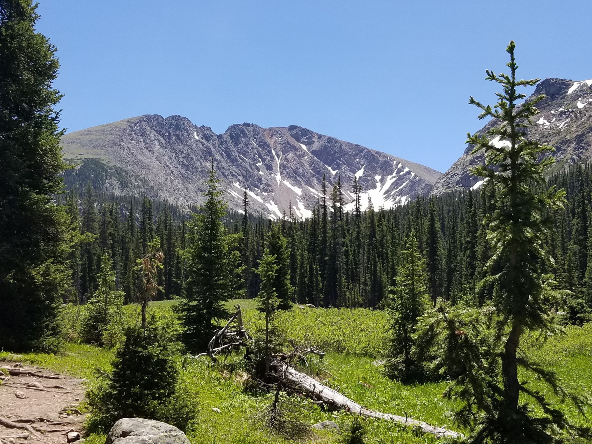 Sunny alpine meadow with dense forest and snow-capped mountains under clear sky. - Columbine Lake Trail
